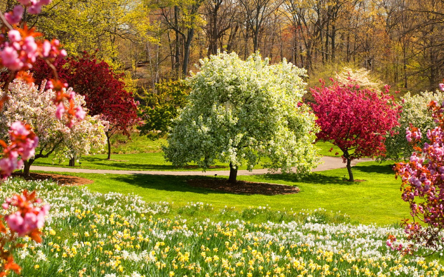 Скачать картинку Парк, Дерево, Земля, Белый, Розовый, Весна, Цвести, Земля/природа в телефон бесплатно.