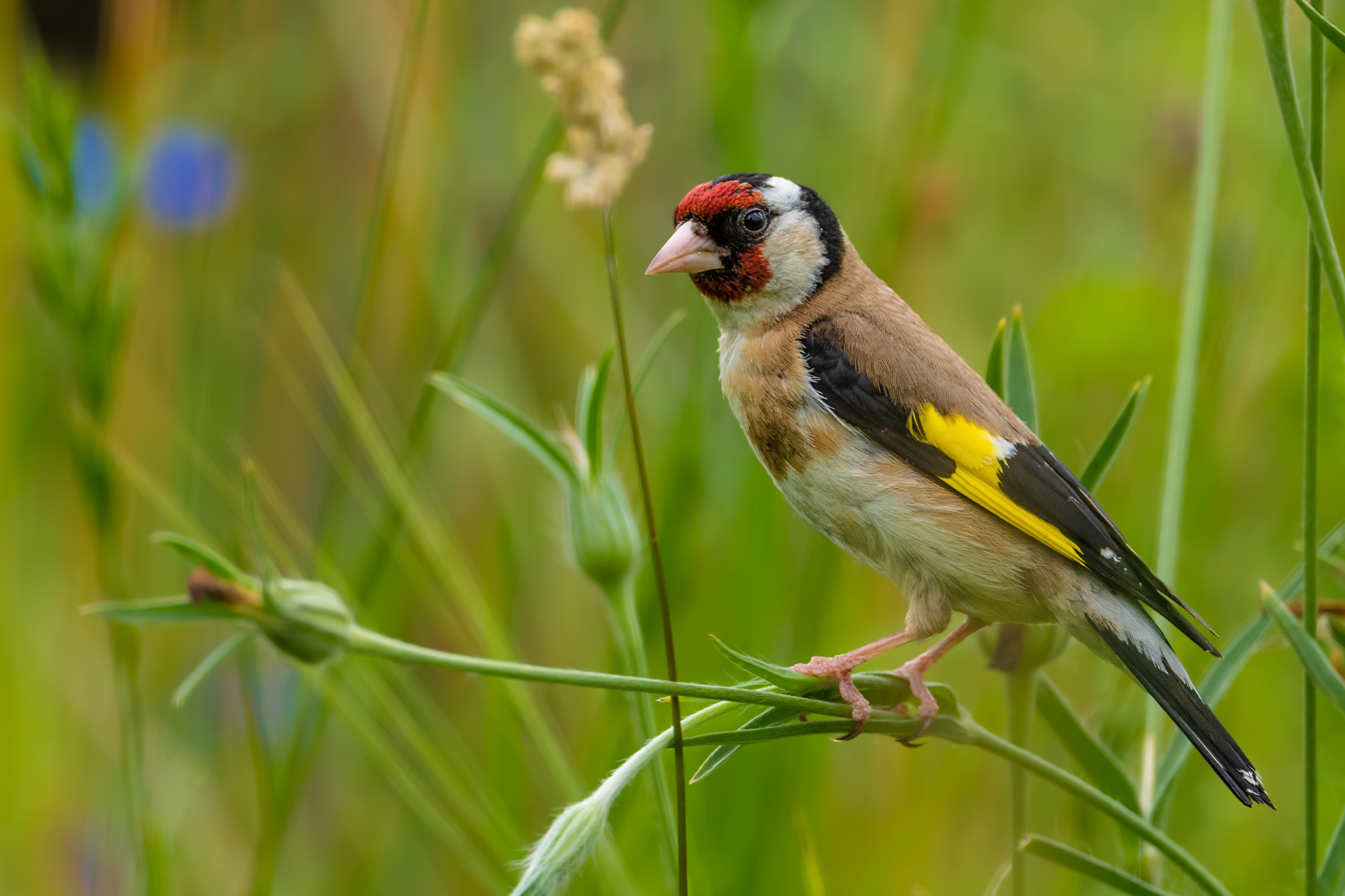 Download mobile wallpaper Birds, Animal, Goldfinch, European Goldfinch for free.