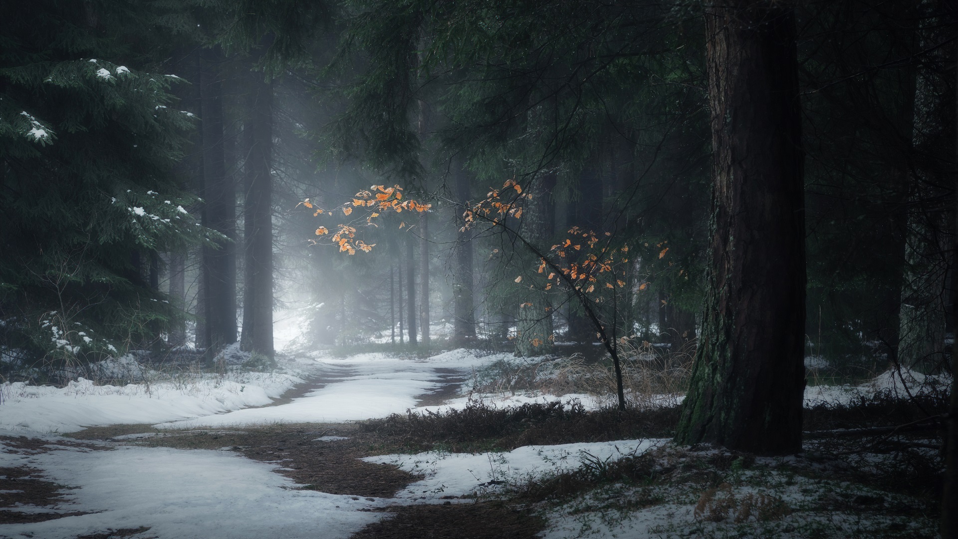 Free download wallpaper Snow, Forest, Earth, Path on your PC desktop