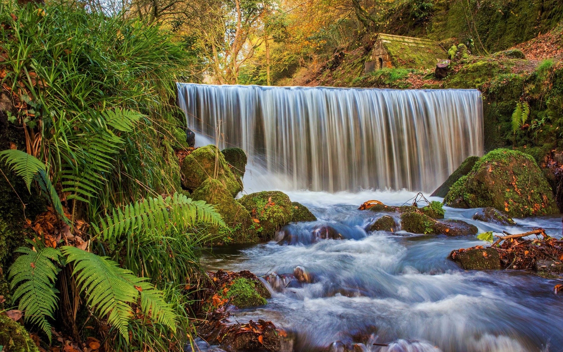 Download mobile wallpaper Waterfalls, Waterfall, Fern, Forest, Fall, Earth for free.