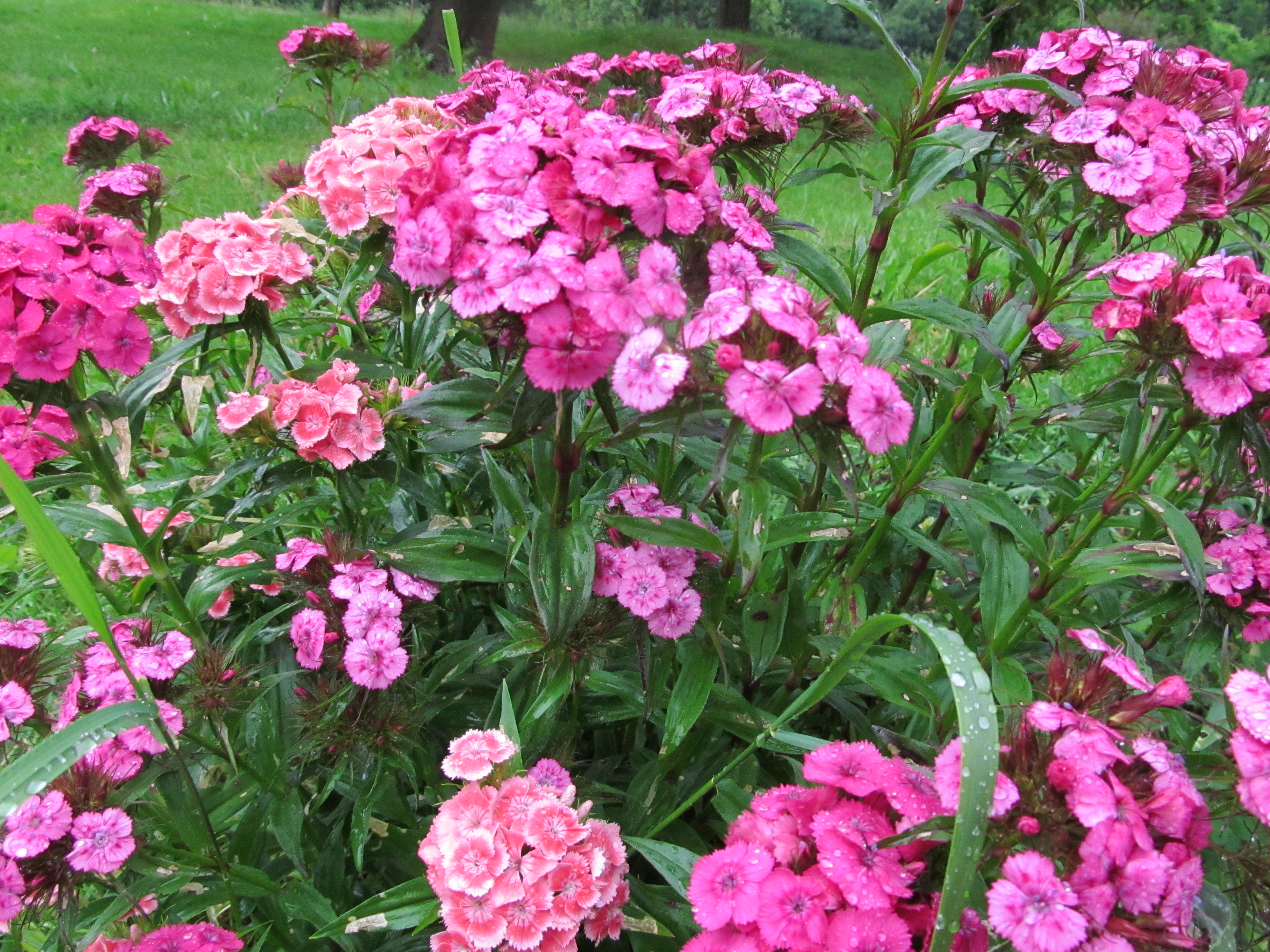 Téléchargez gratuitement l'image Fleurs, Fleur, Terre/nature sur le bureau de votre PC