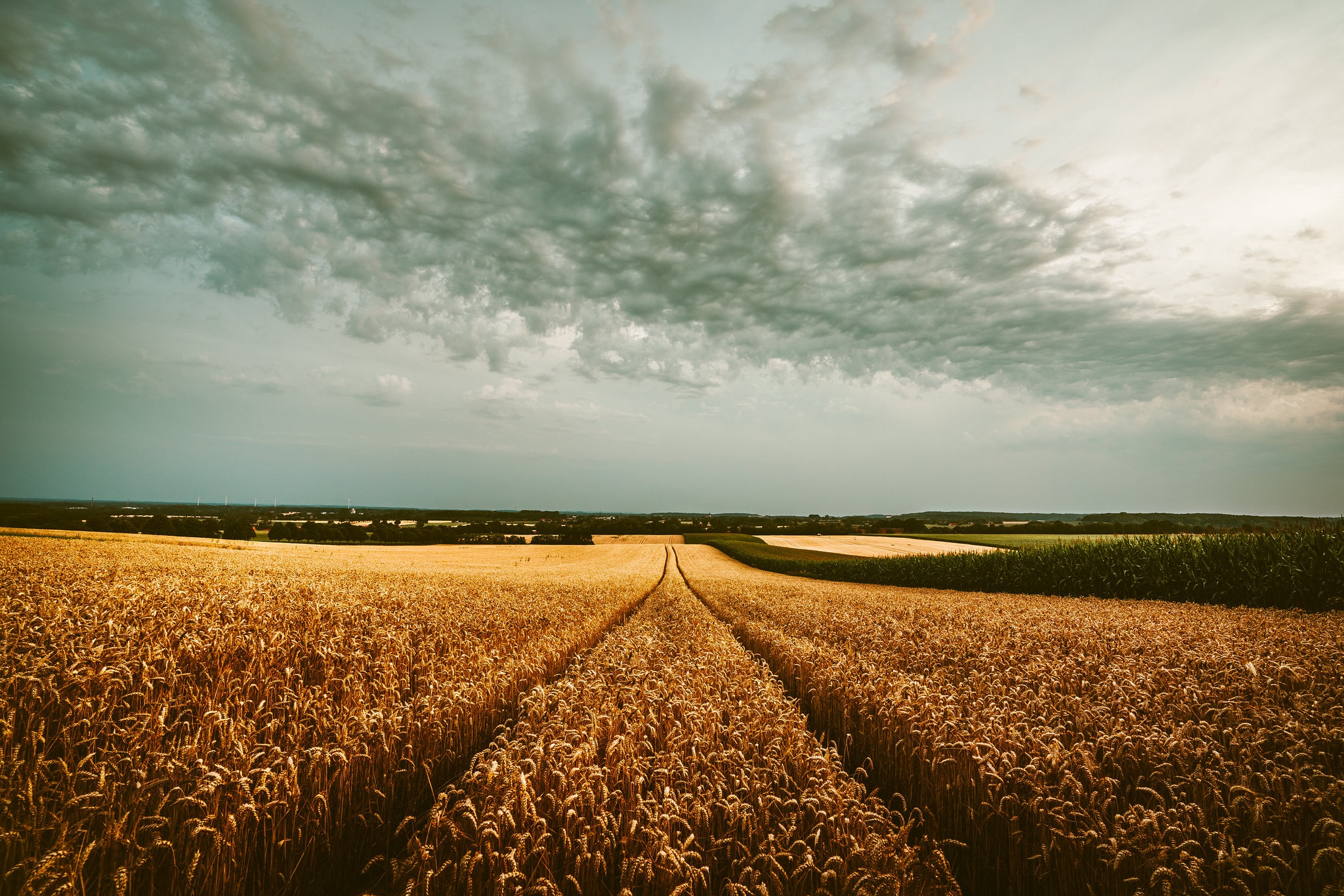 Handy-Wallpaper Landschaft, Natur, Sommer, Weizen, Feld, Himmel, Erde/natur kostenlos herunterladen.