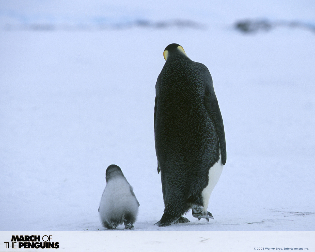 1486920 Bildschirmschoner und Hintergrundbilder Marsch Der Pinguine auf Ihrem Telefon. Laden Sie  Bilder kostenlos herunter