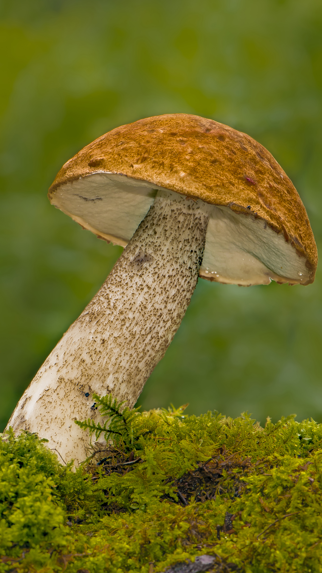 Download mobile wallpaper Nature, Blur, Close Up, Earth, Mushroom, Moss for free.