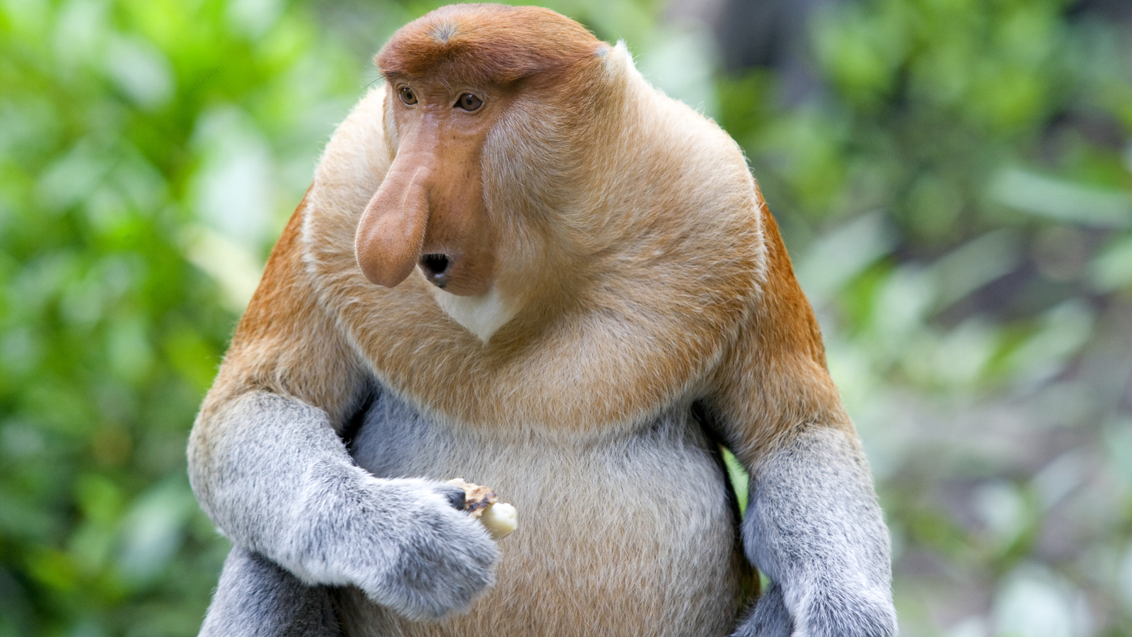 Завантажити шпалери Хоботна Мавпа на телефон безкоштовно