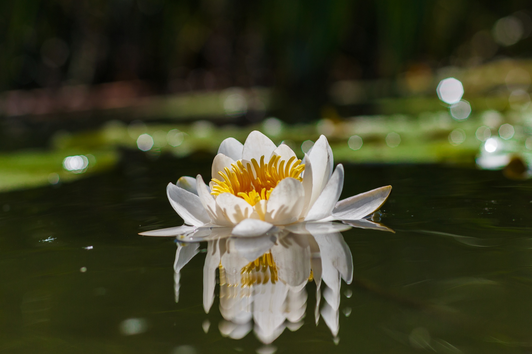 Download mobile wallpaper Flowers, Reflection, Earth, Water Lily for free.