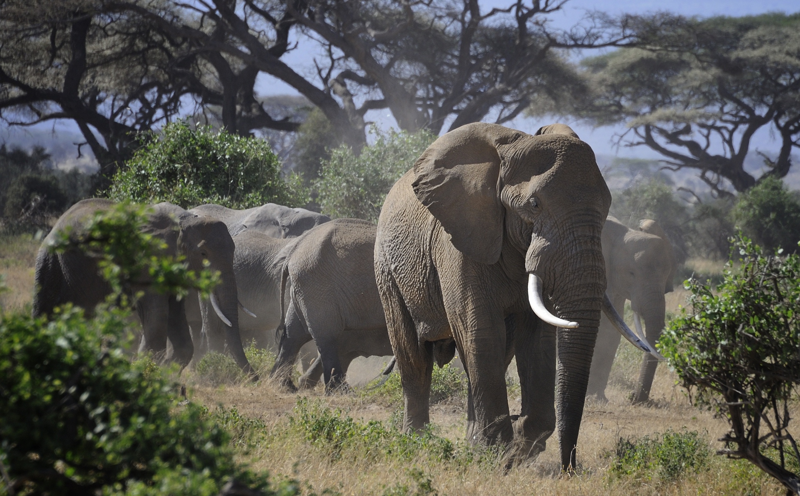 Скачать картинку Африканский Слон, Слоны, Животные в телефон бесплатно.