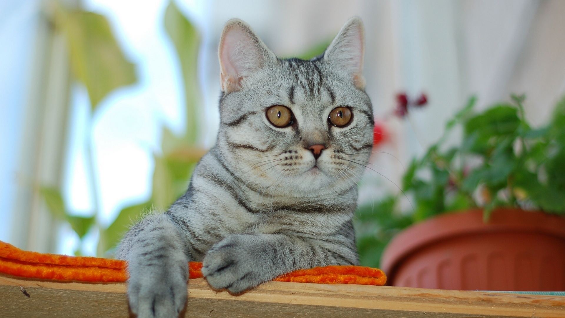 Téléchargez gratuitement l'image Animaux, Chat sur le bureau de votre PC