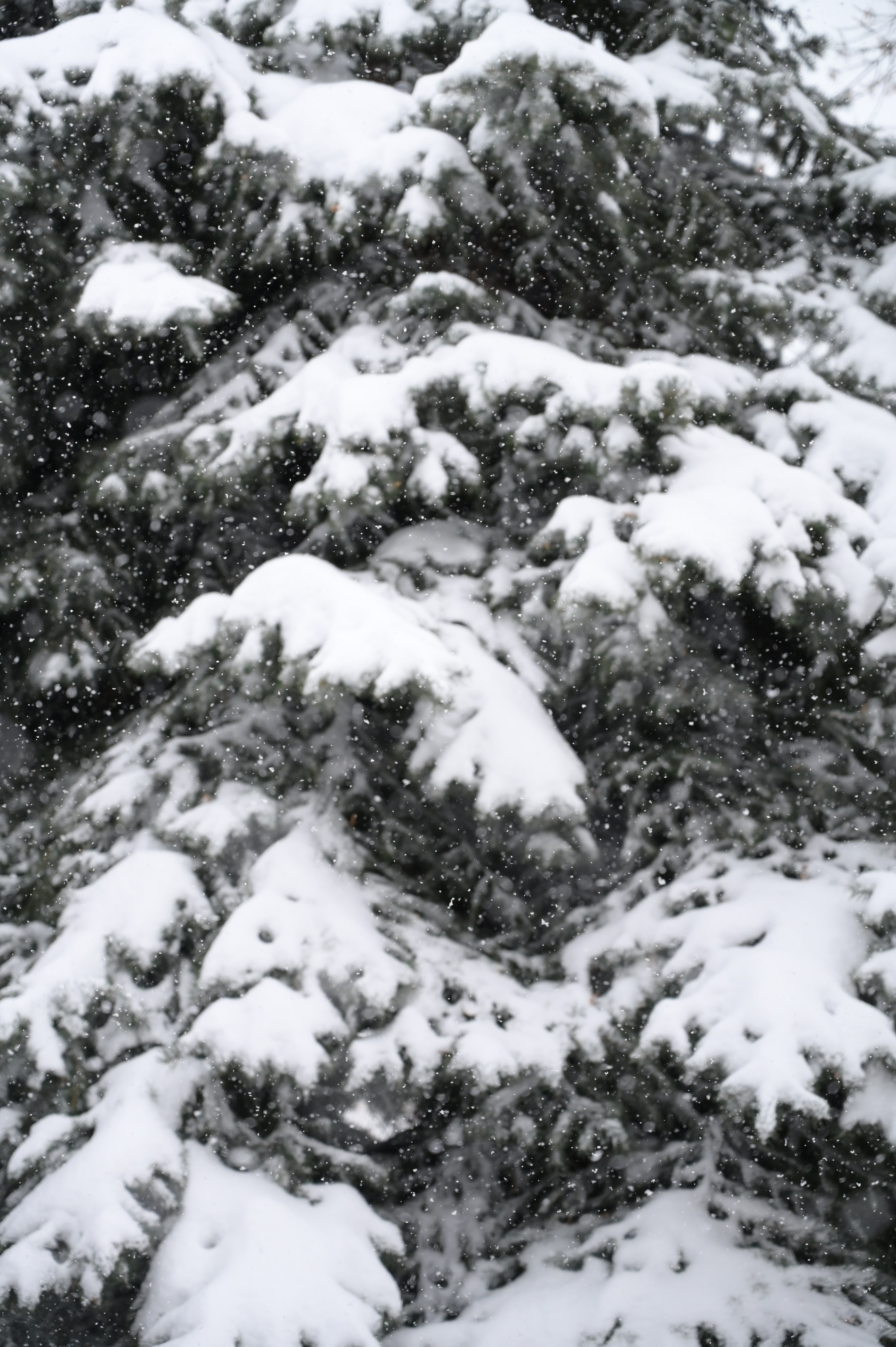 winter, nature, snow, spruce, fir, snowfall