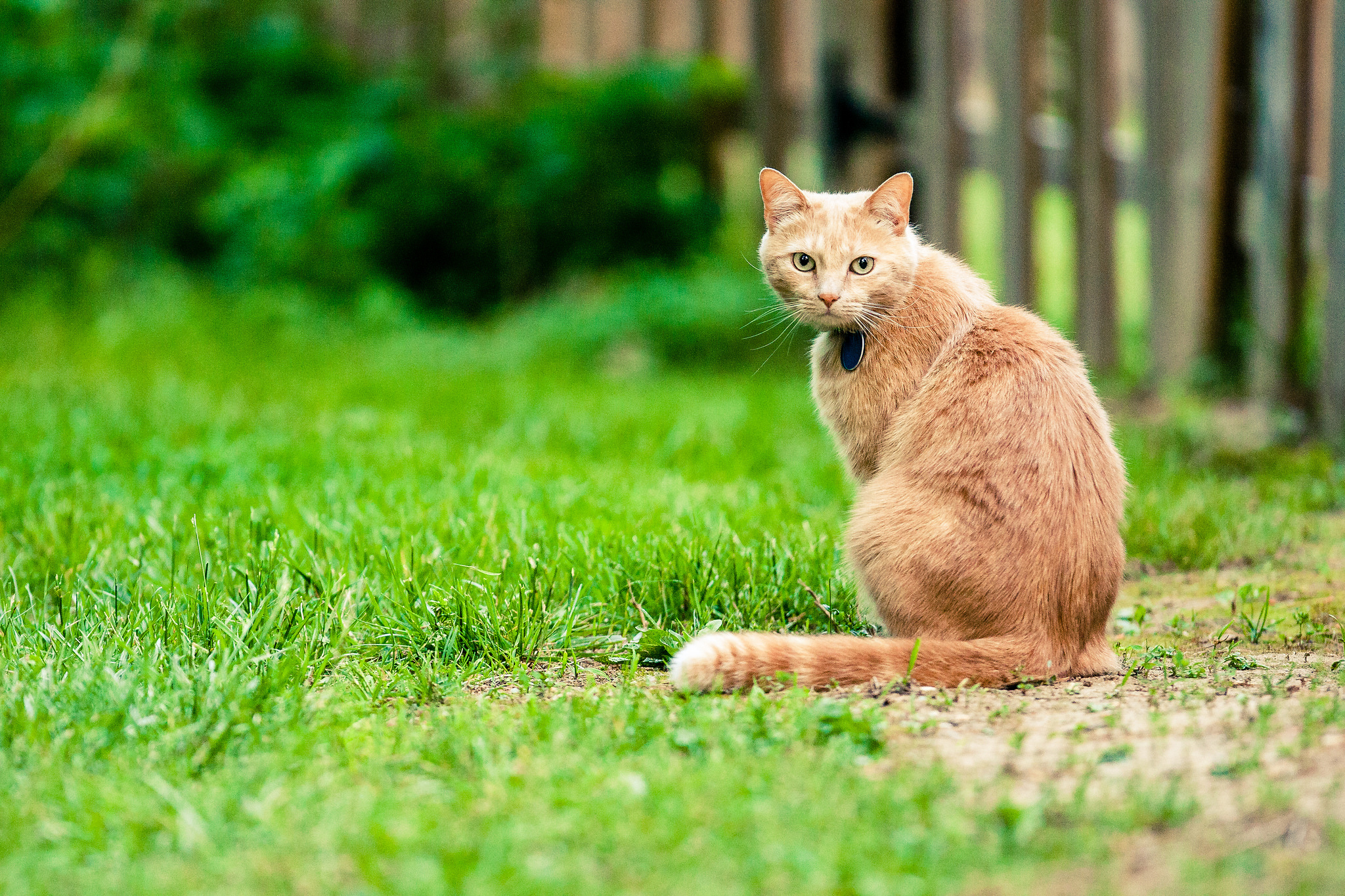 Download mobile wallpaper Cats, Grass, Cat, Animal, Stare, Depth Of Field for free.