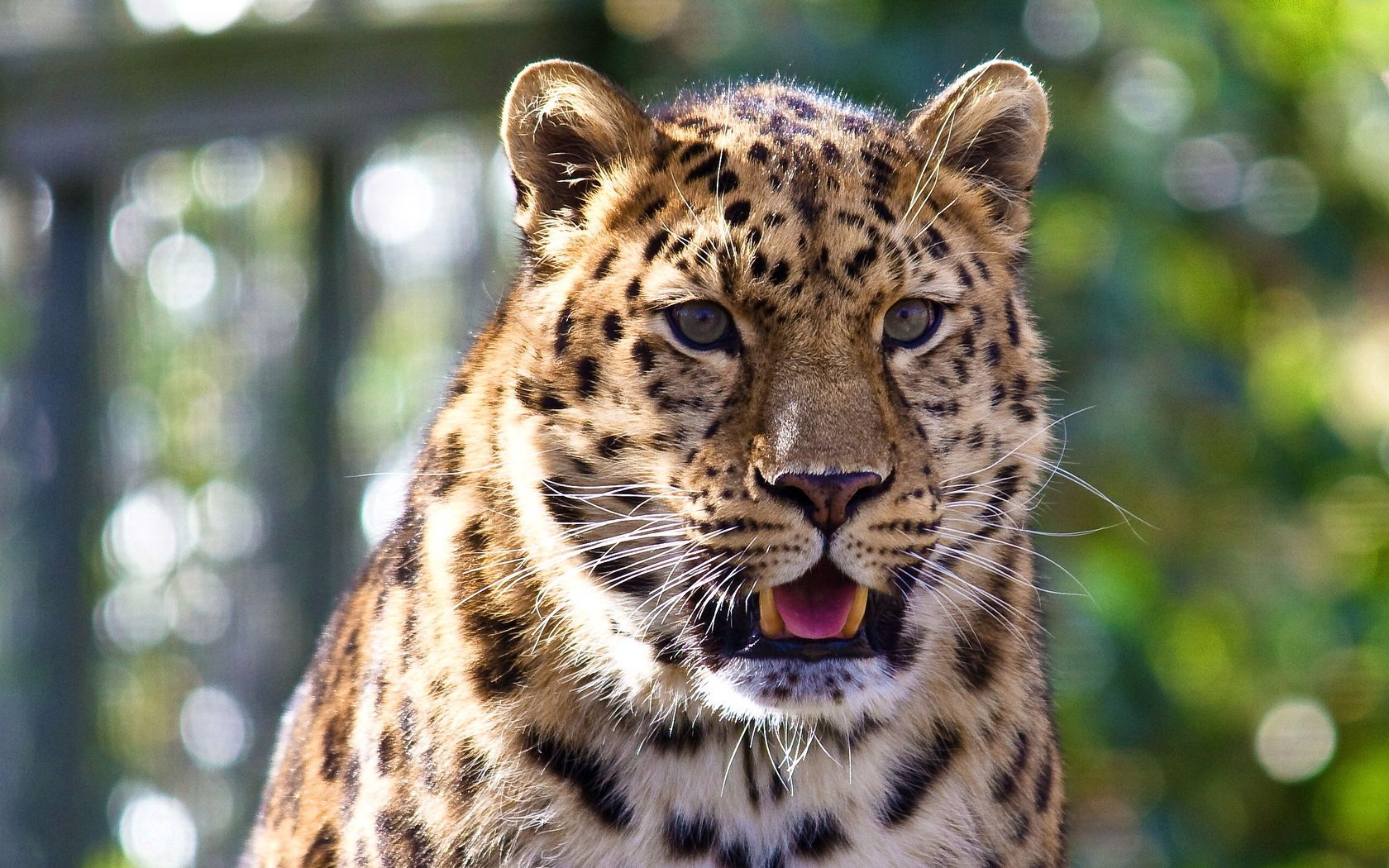 90765 descargar fondo de pantalla animales, leopardo, bozal, depredador, gato grande, sorpresa, asombro, peligroso: protectores de pantalla e imágenes gratis