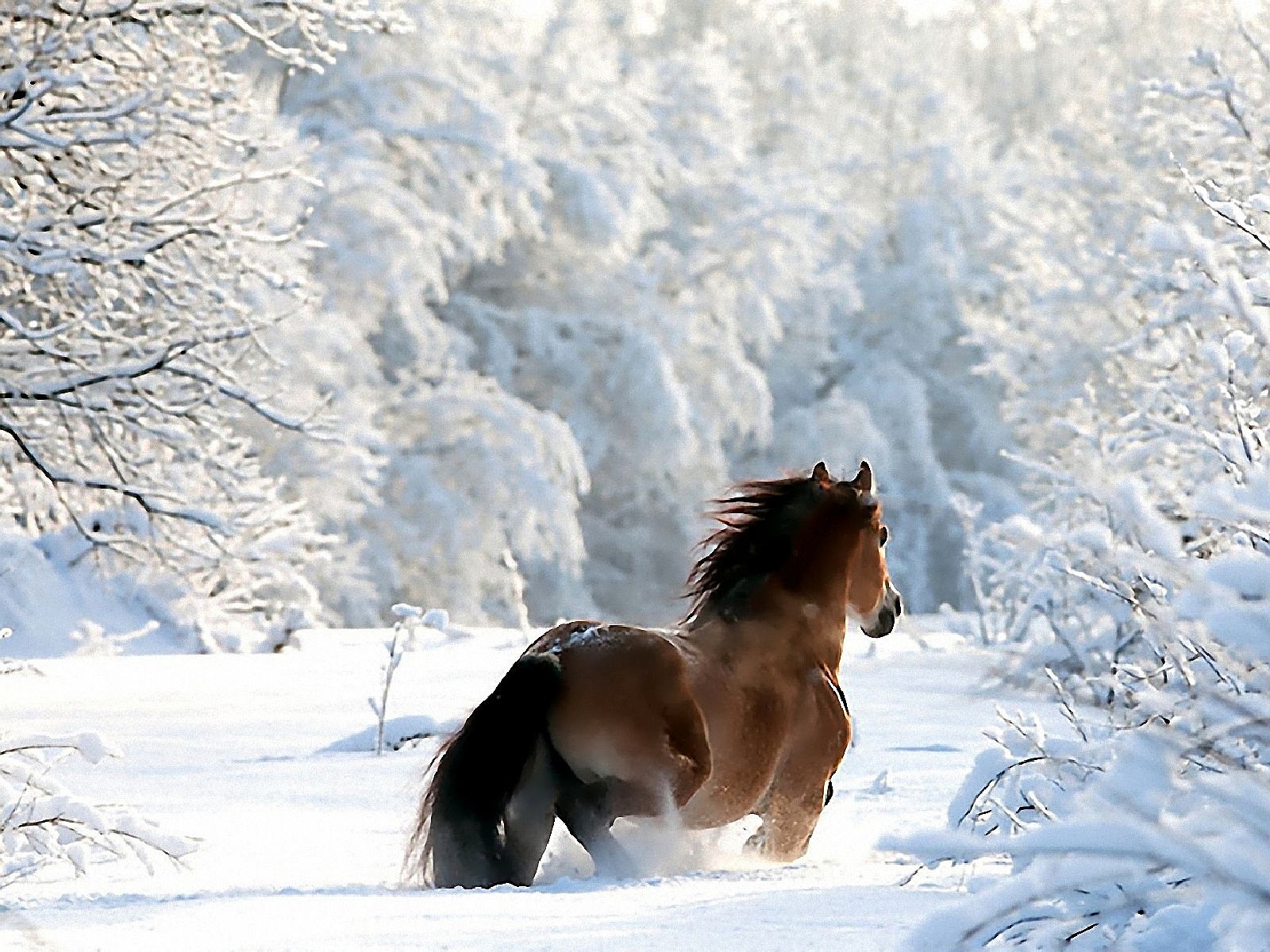 Скачать картинку Утро, Лошадь, Белый, Снег, Животные в телефон бесплатно.