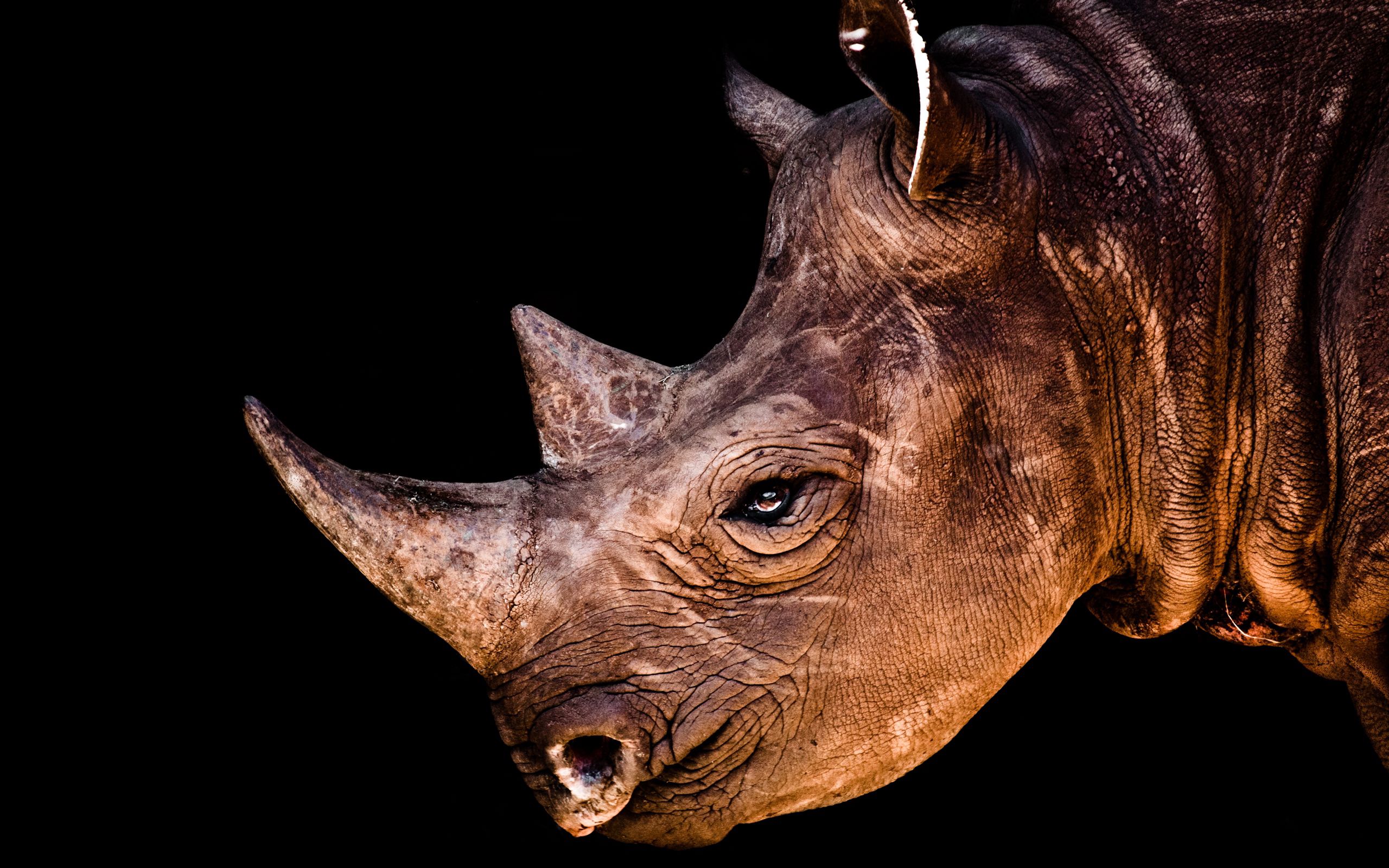 155062 скачать обои носорог, животные, профиль, тень, голова - заставки и картинки бесплатно