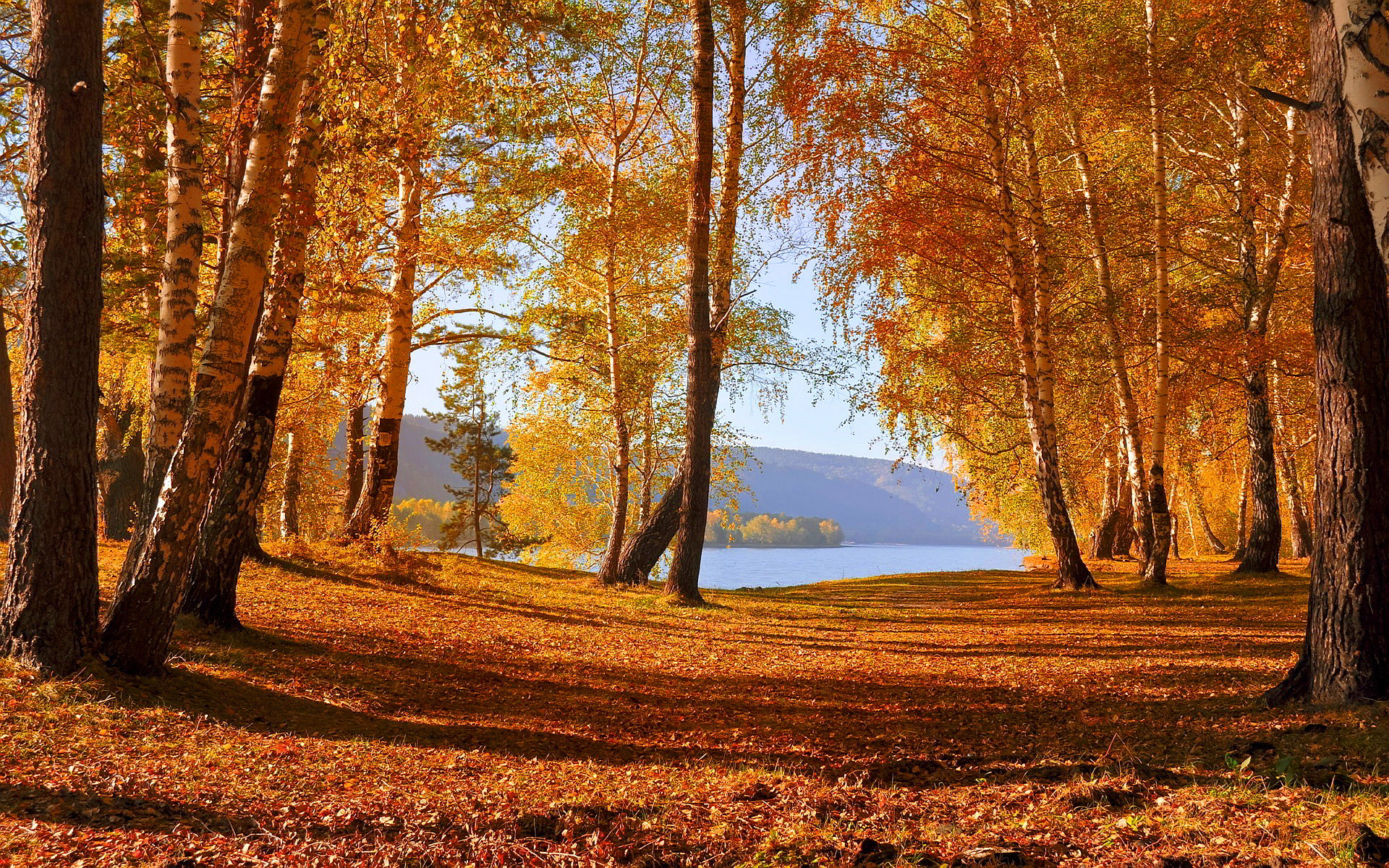 無料モバイル壁紙自然, 木, 秋, 森, 地球をダウンロードします。