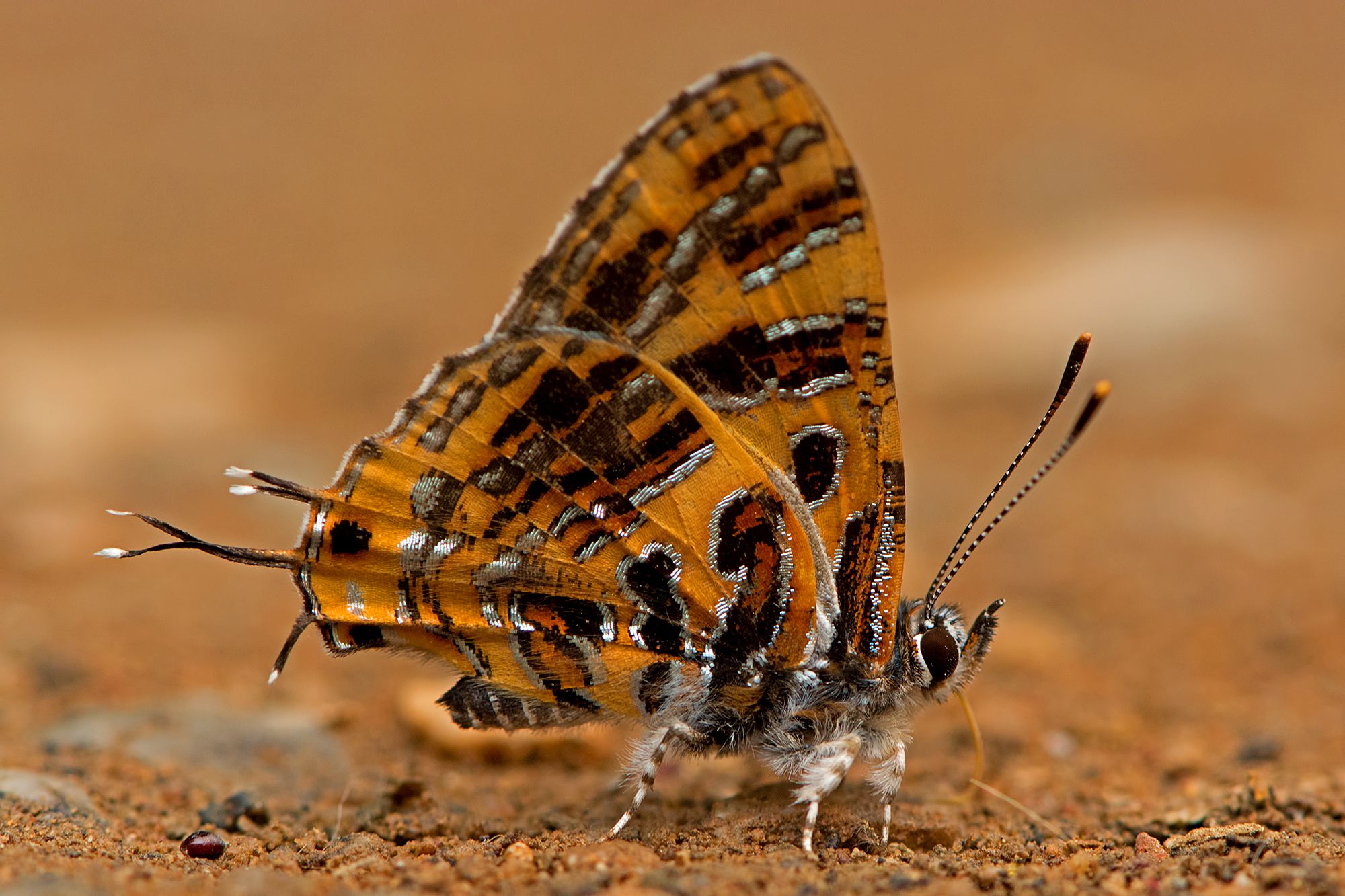 Baixar papel de parede para celular de Animais, Borboleta gratuito.