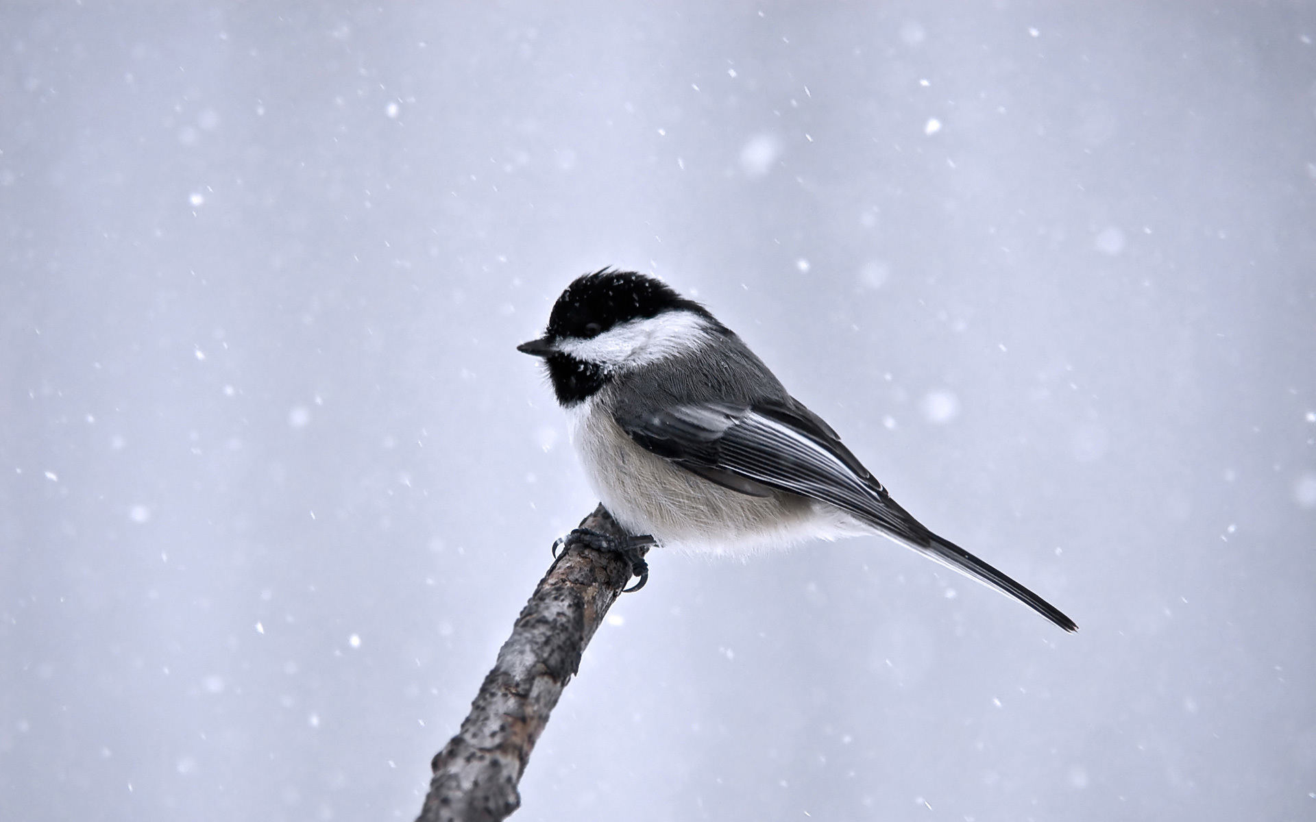 Téléchargez des papiers peints mobile Animaux, Oiseau, Des Oiseaux gratuitement.