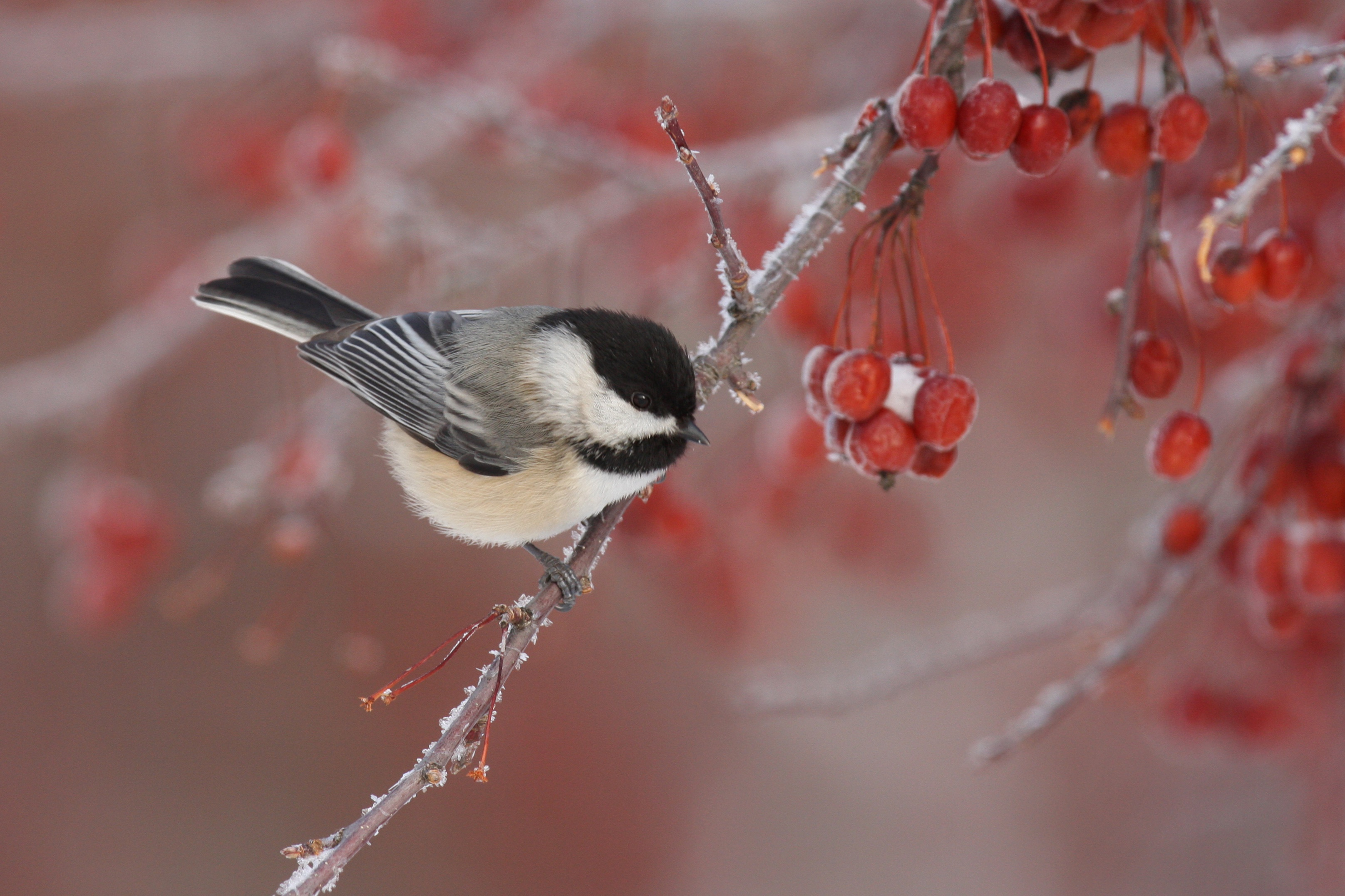 Download mobile wallpaper Winter, Birds, Bird, Branch, Berry, Animal, Titmouse for free.