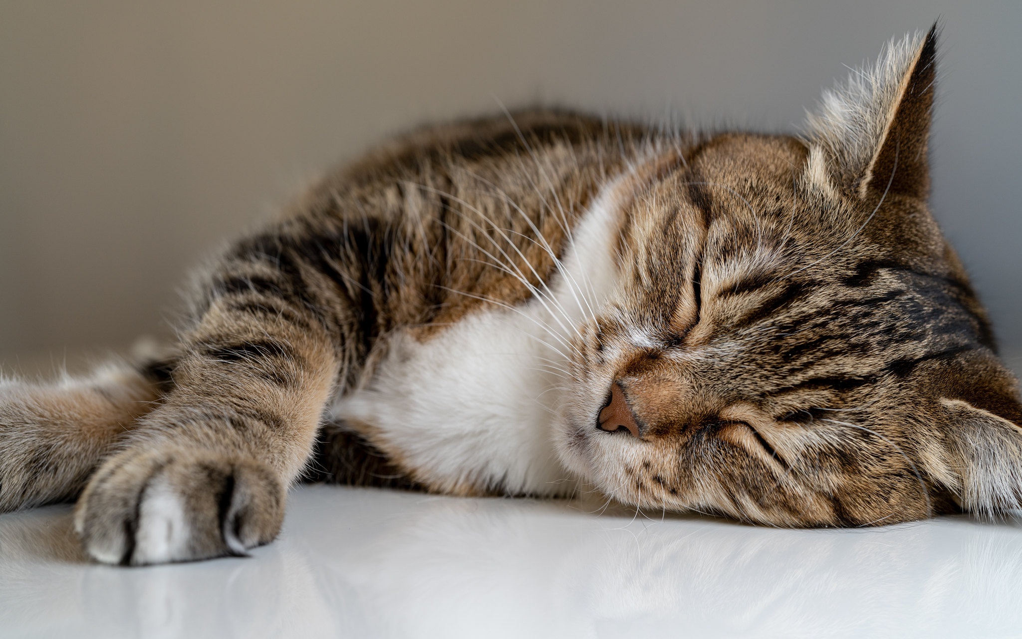 Download mobile wallpaper Cats, Cat, Animal, Sleeping for free.