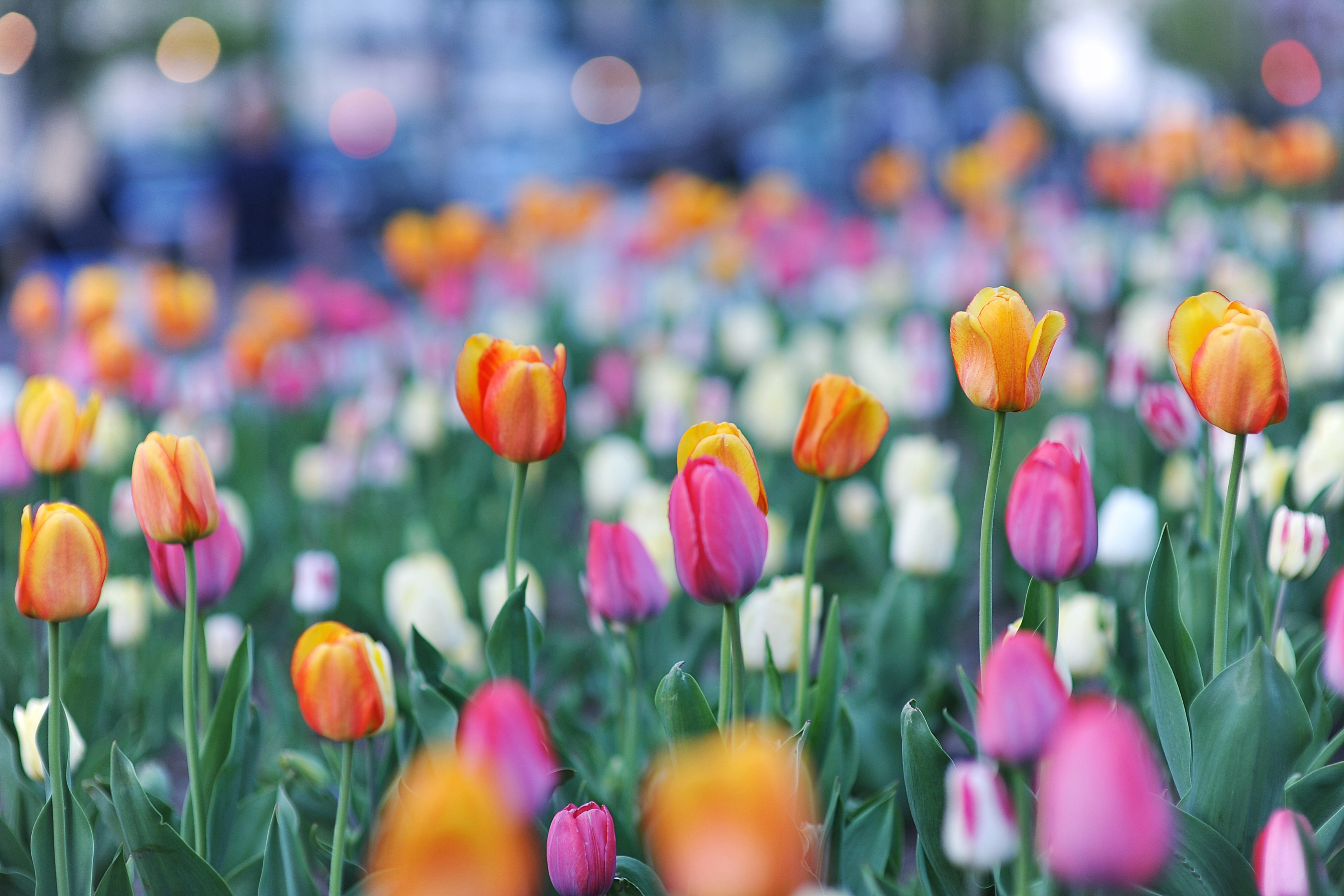 Laden Sie das Natur, Blumen, Blume, Tulpe, Erde/natur, Pinke Blume, Orangene Blume, Tiefenschärfe-Bild kostenlos auf Ihren PC-Desktop herunter
