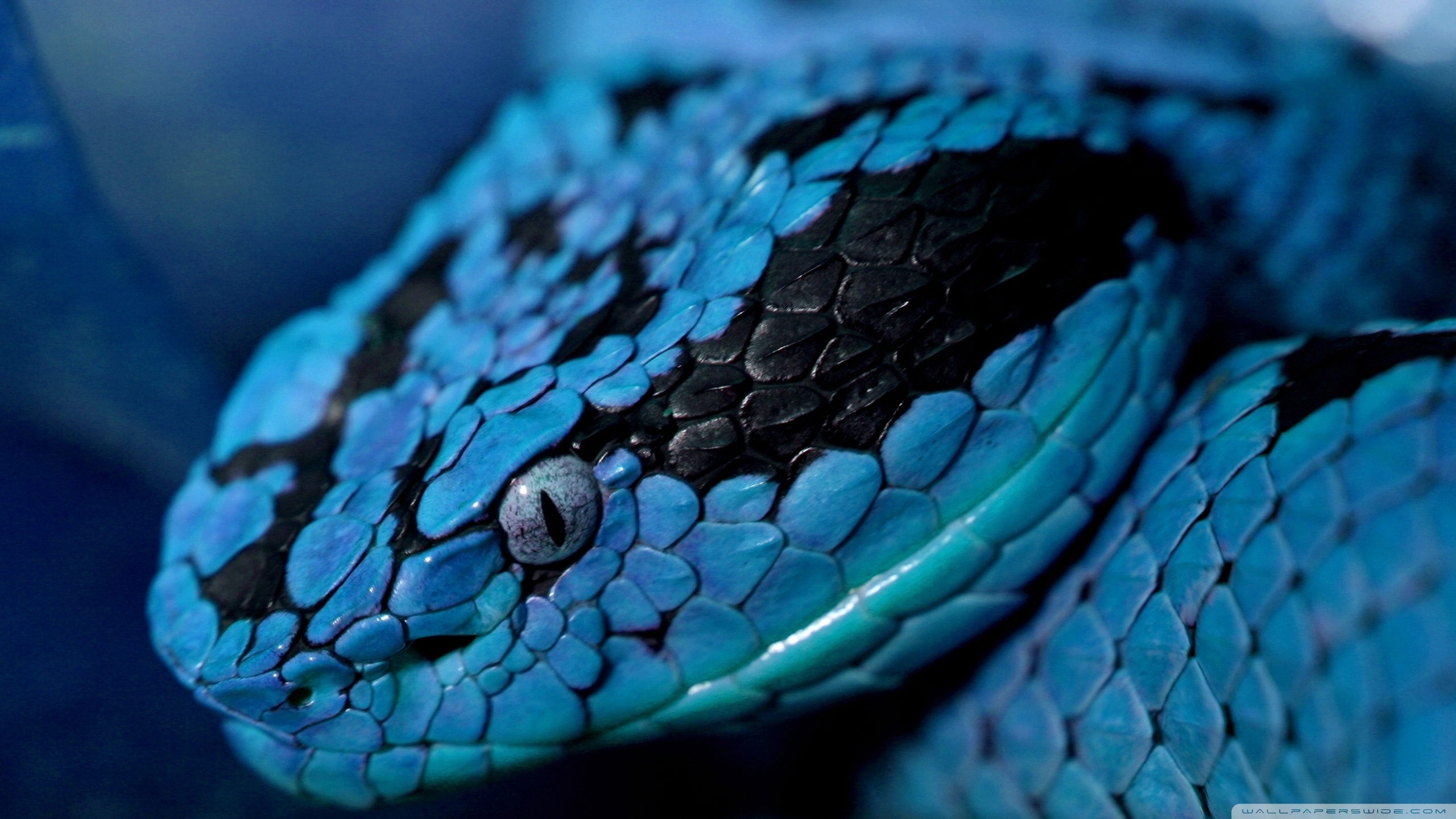 Téléchargez gratuitement l'image Animaux, Serpent, Reptiles sur le bureau de votre PC