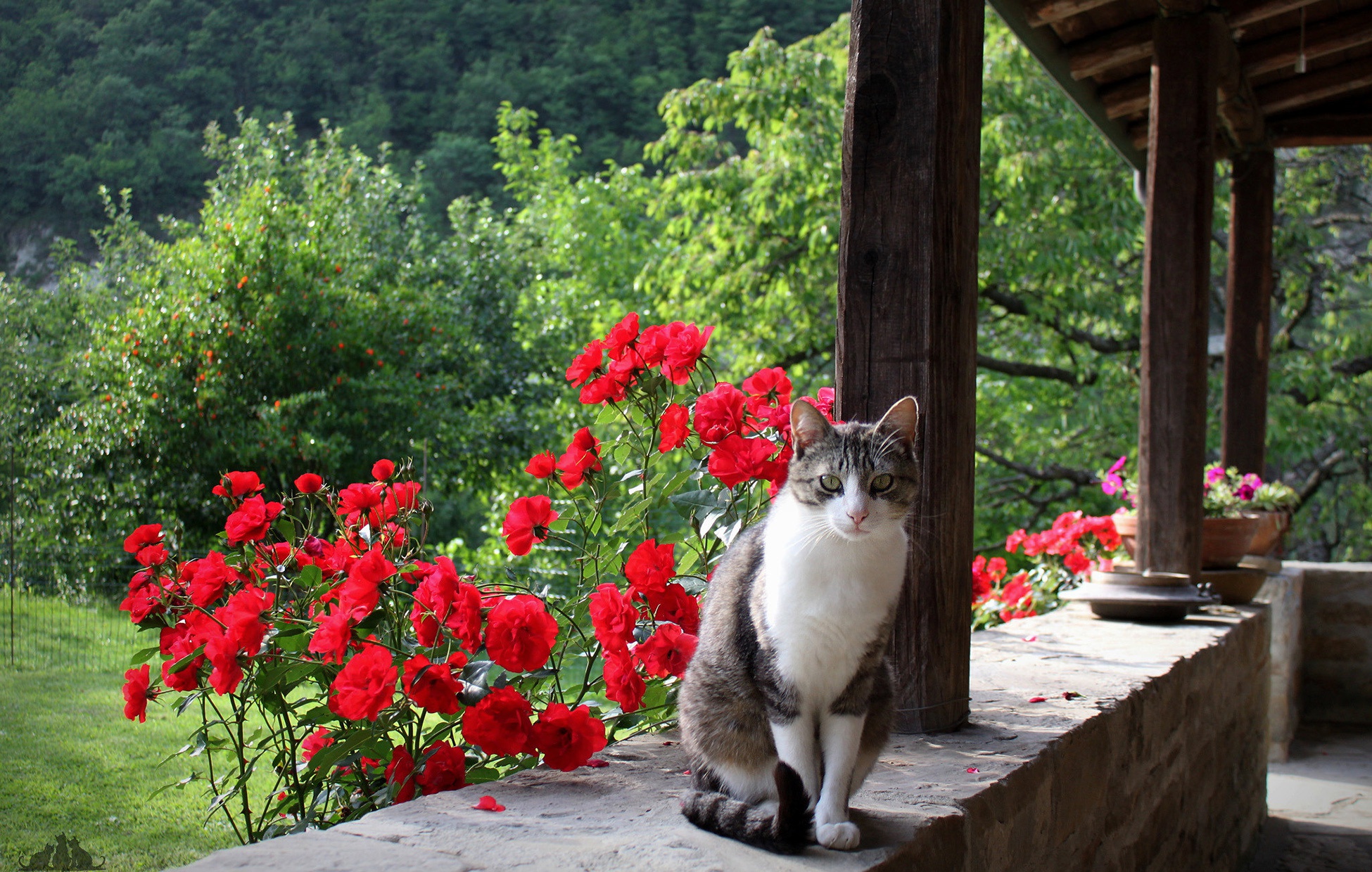 PCデスクトップに動物, 花, ネコ, 猫, 赤い花画像を無料でダウンロード