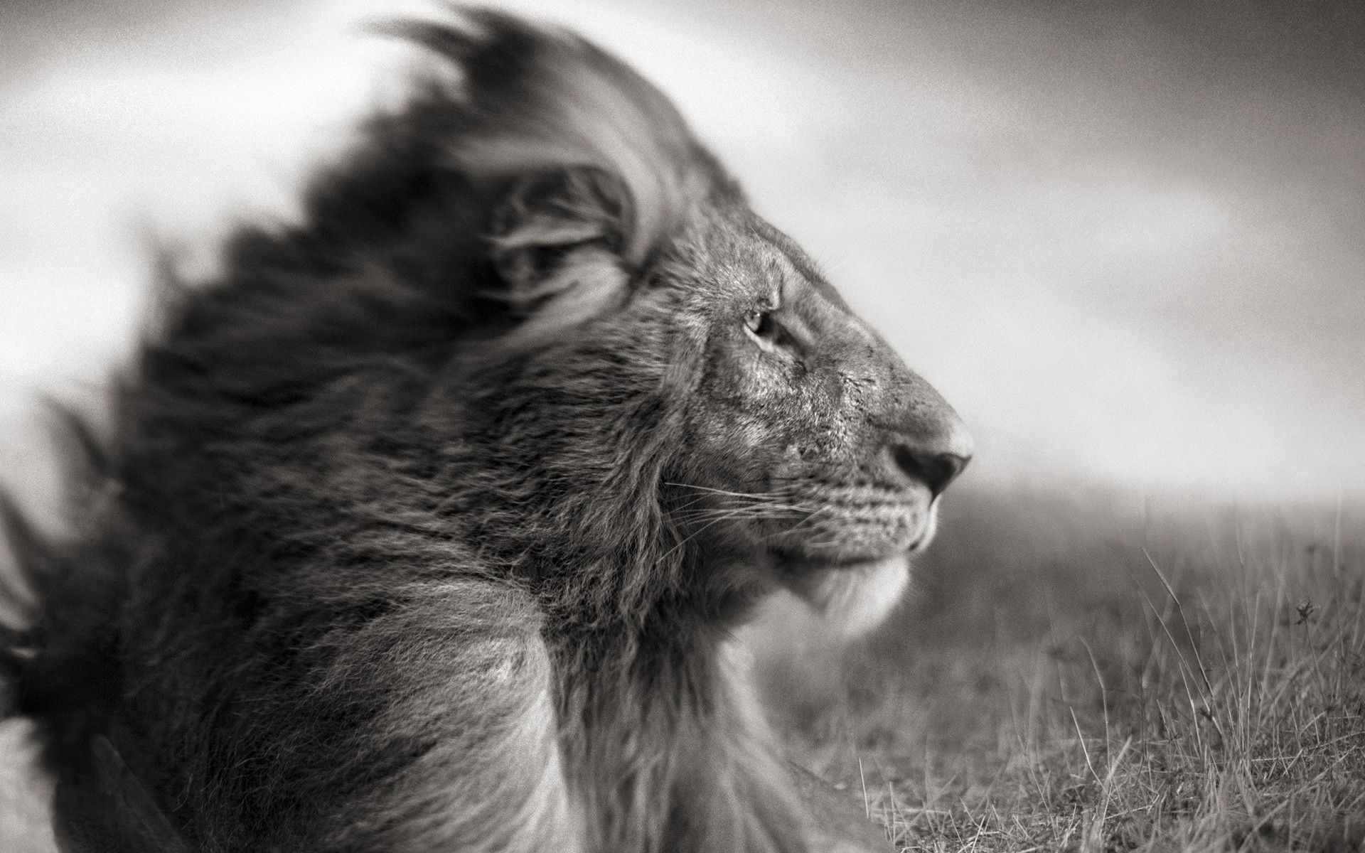 Download mobile wallpaper Chb, Mane, Wind, Animals, Bw, Lion for free.
