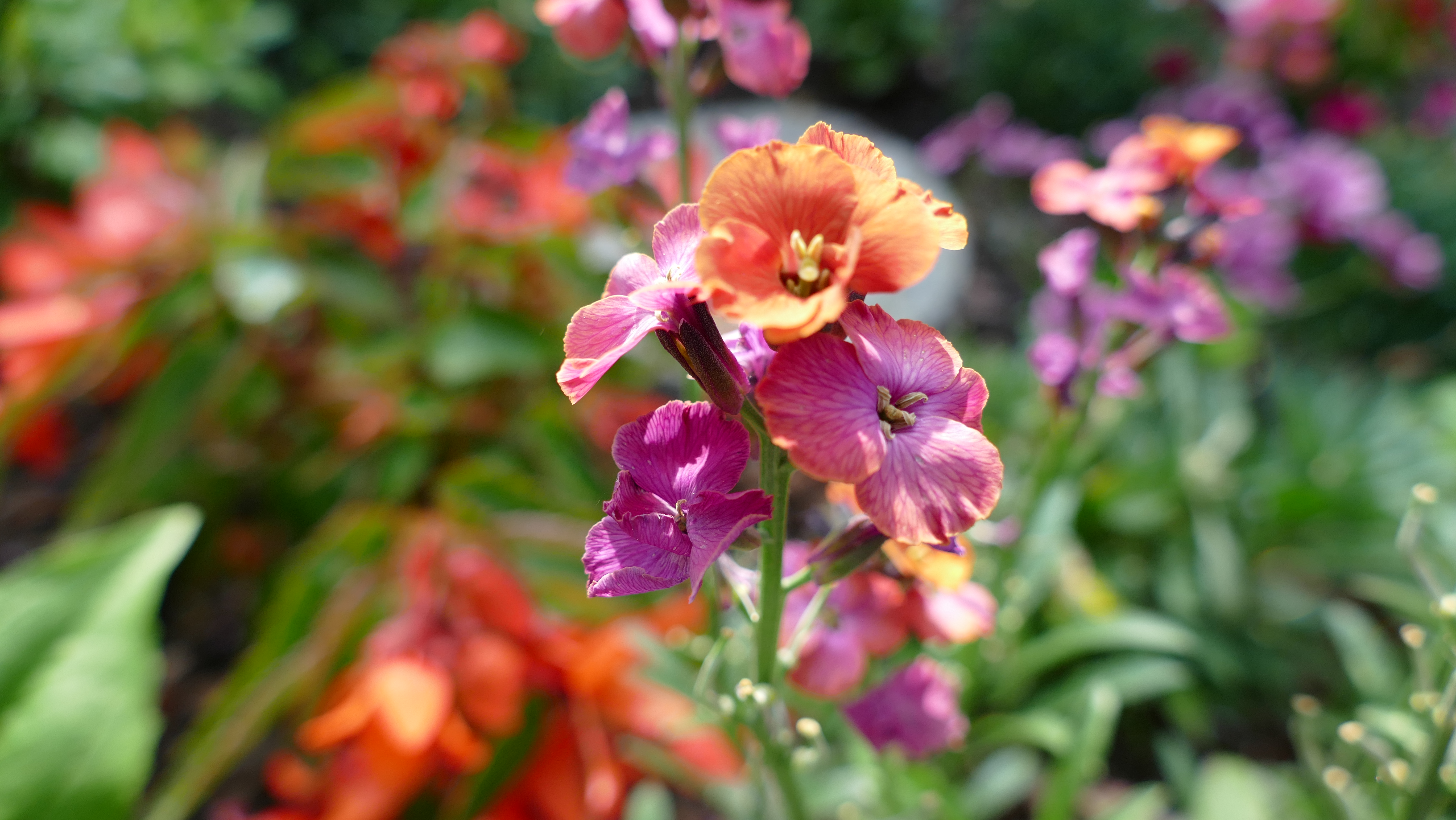 Descarga gratuita de fondo de pantalla para móvil de Flores, Flor, Tierra/naturaleza.