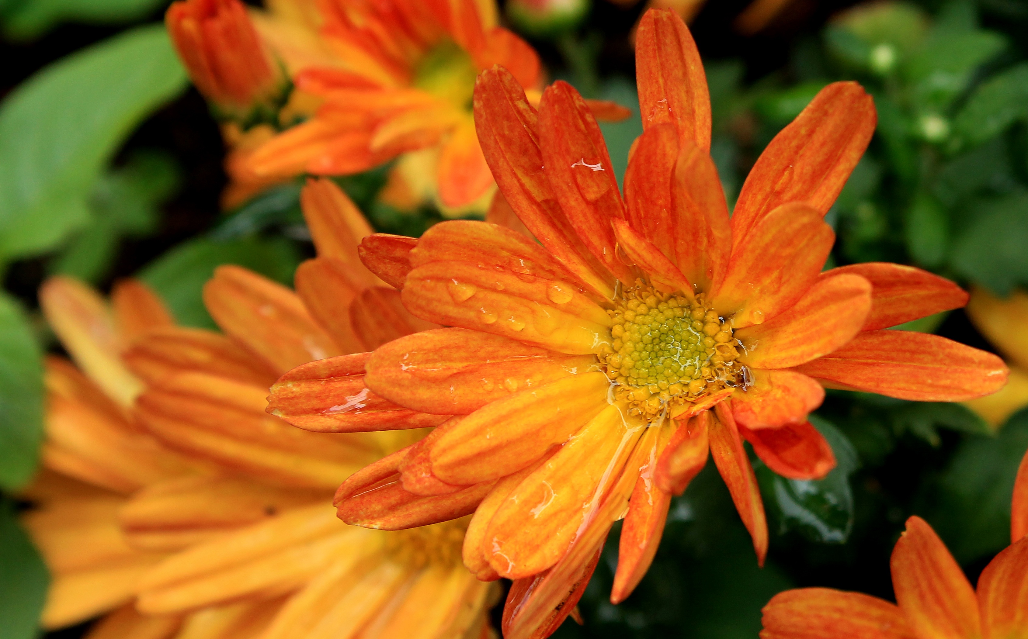 Laden Sie das Natur, Blumen, Blume, Nahansicht, Wassertropfen, Erde/natur, Orangene Blume-Bild kostenlos auf Ihren PC-Desktop herunter