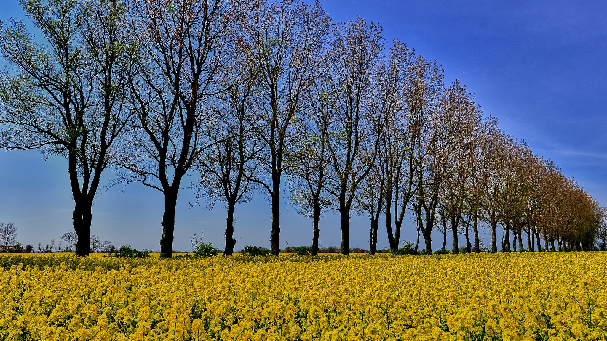 Free download wallpaper Earth, Rapeseed on your PC desktop