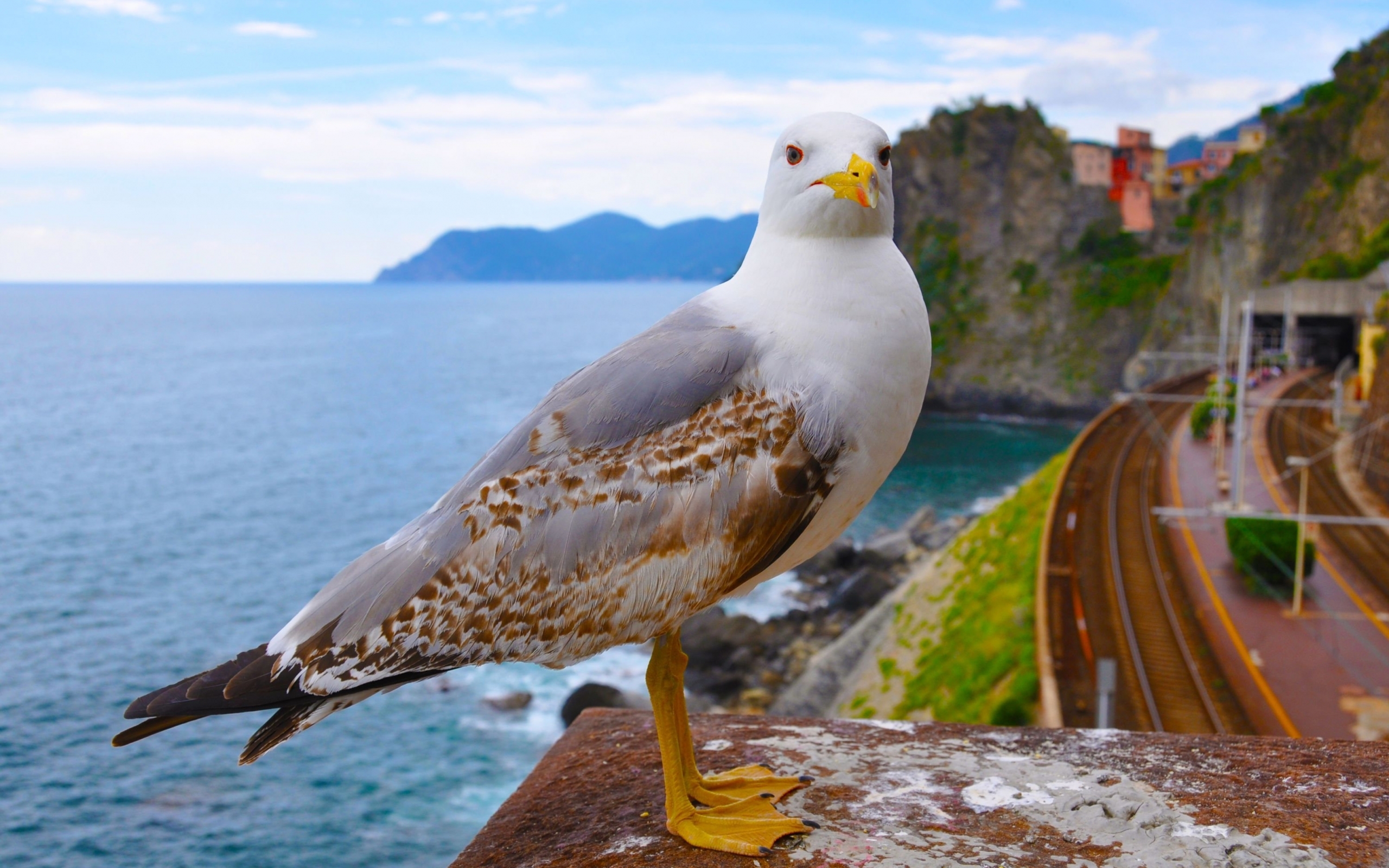 Free download wallpaper Animals, Seagulls, Birds on your PC desktop