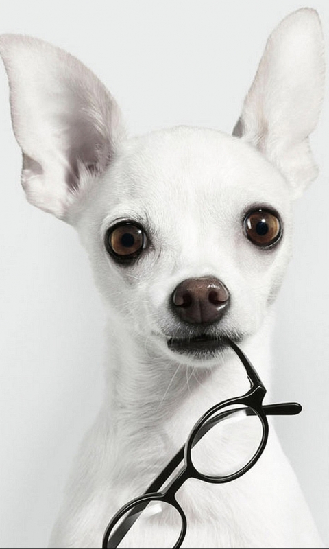 Téléchargez des papiers peints mobile Animaux, Chiens, Chien gratuitement.