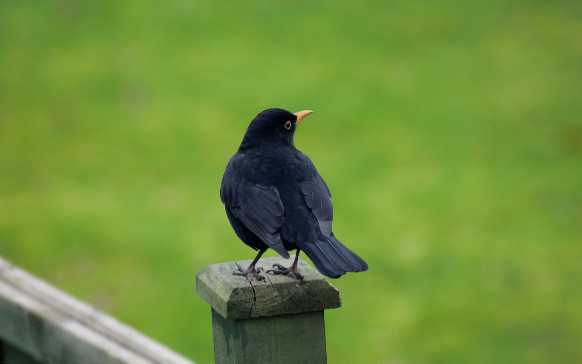 PCデスクトップに動物, 鳥画像を無料でダウンロード