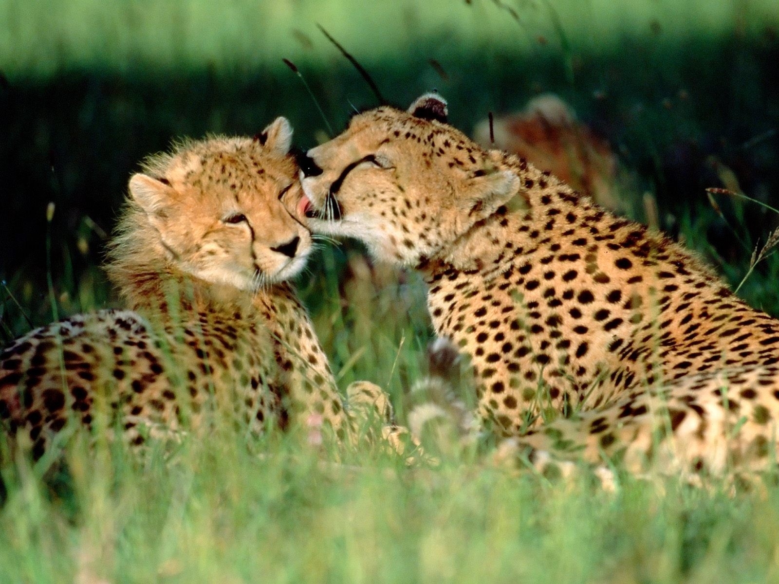 7118 télécharger l'image léopards, animaux - fonds d'écran et économiseurs d'écran gratuits