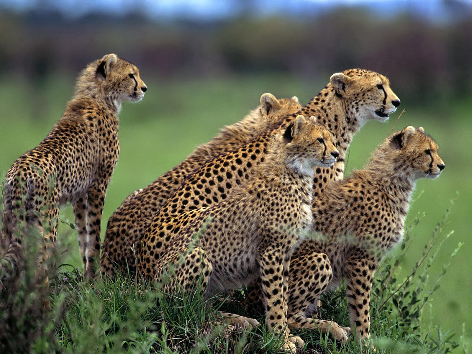 Free download wallpaper Animals, Grass, Stroll, Lot, Hunting, Hunt, Herd, Cheetah on your PC desktop