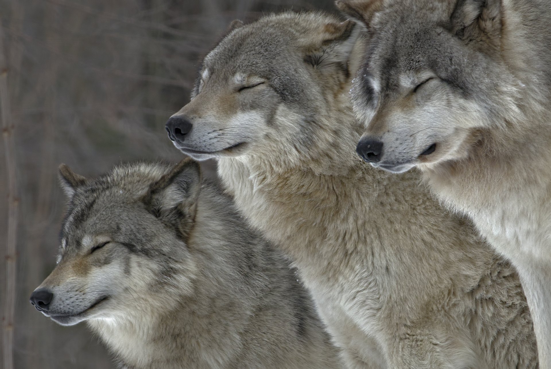 484513 télécharger le fond d'écran loup gris, animaux, wolves - économiseurs d'écran et images gratuitement