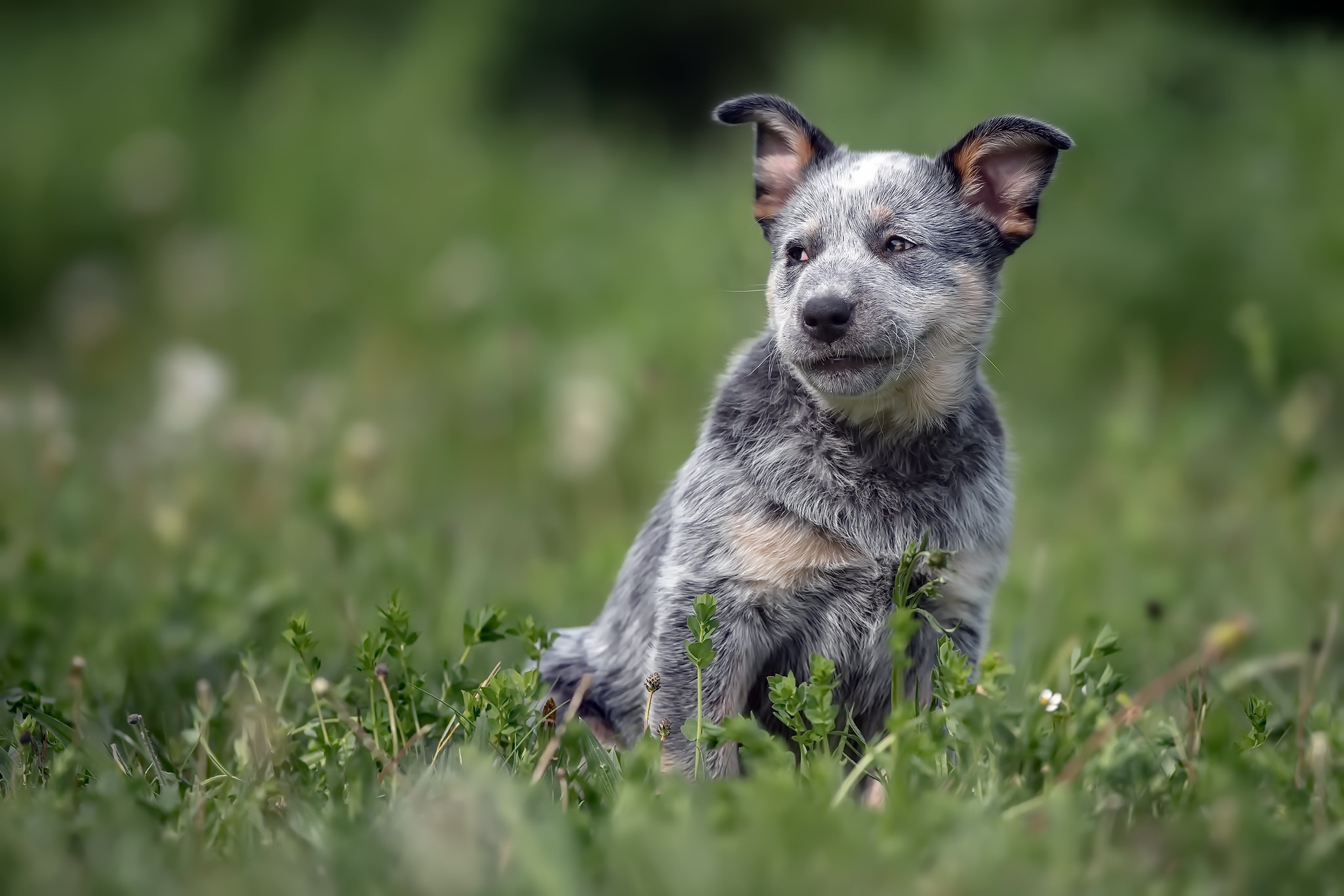 PCデスクトップに動物, 犬, 子犬, 赤ちゃん動物, オーストラリアン・キャトル・ドッグ画像を無料でダウンロード