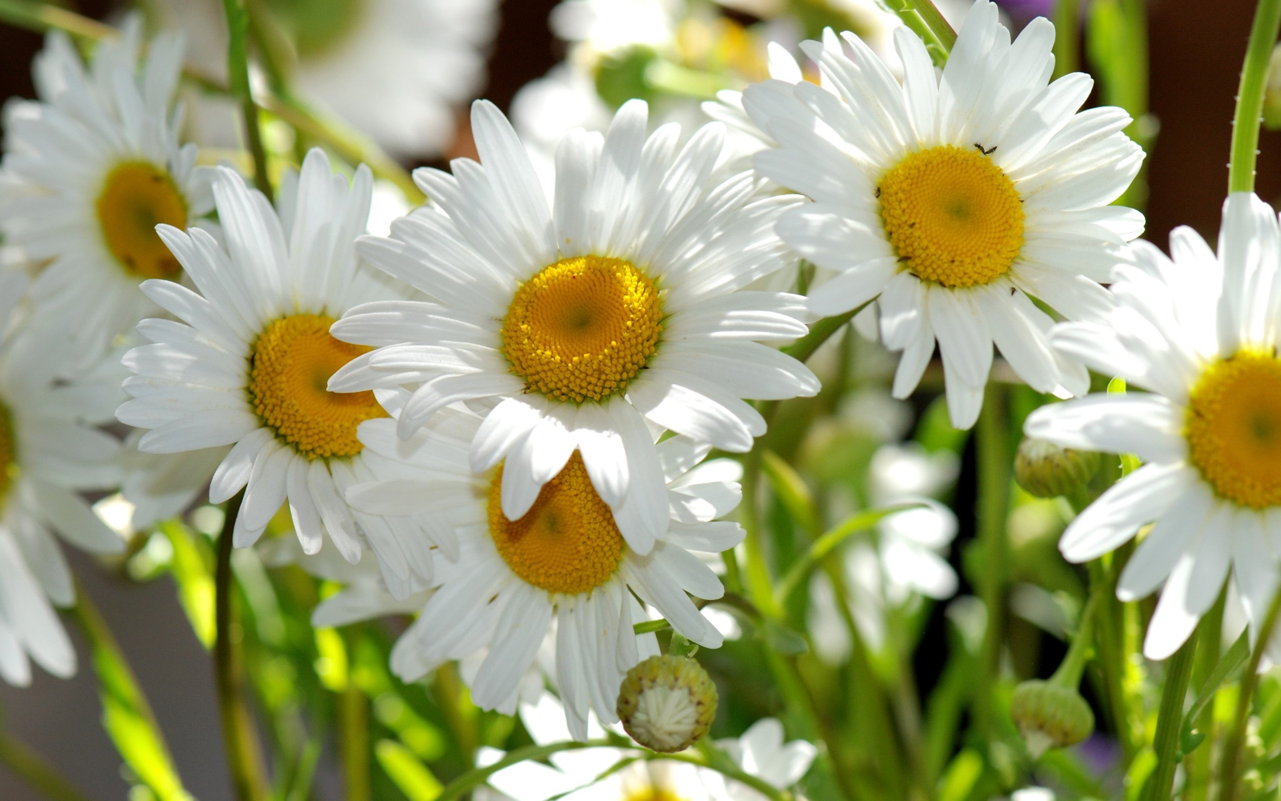 Téléchargez gratuitement l'image Fleurs, Marguerite, Terre/nature sur le bureau de votre PC