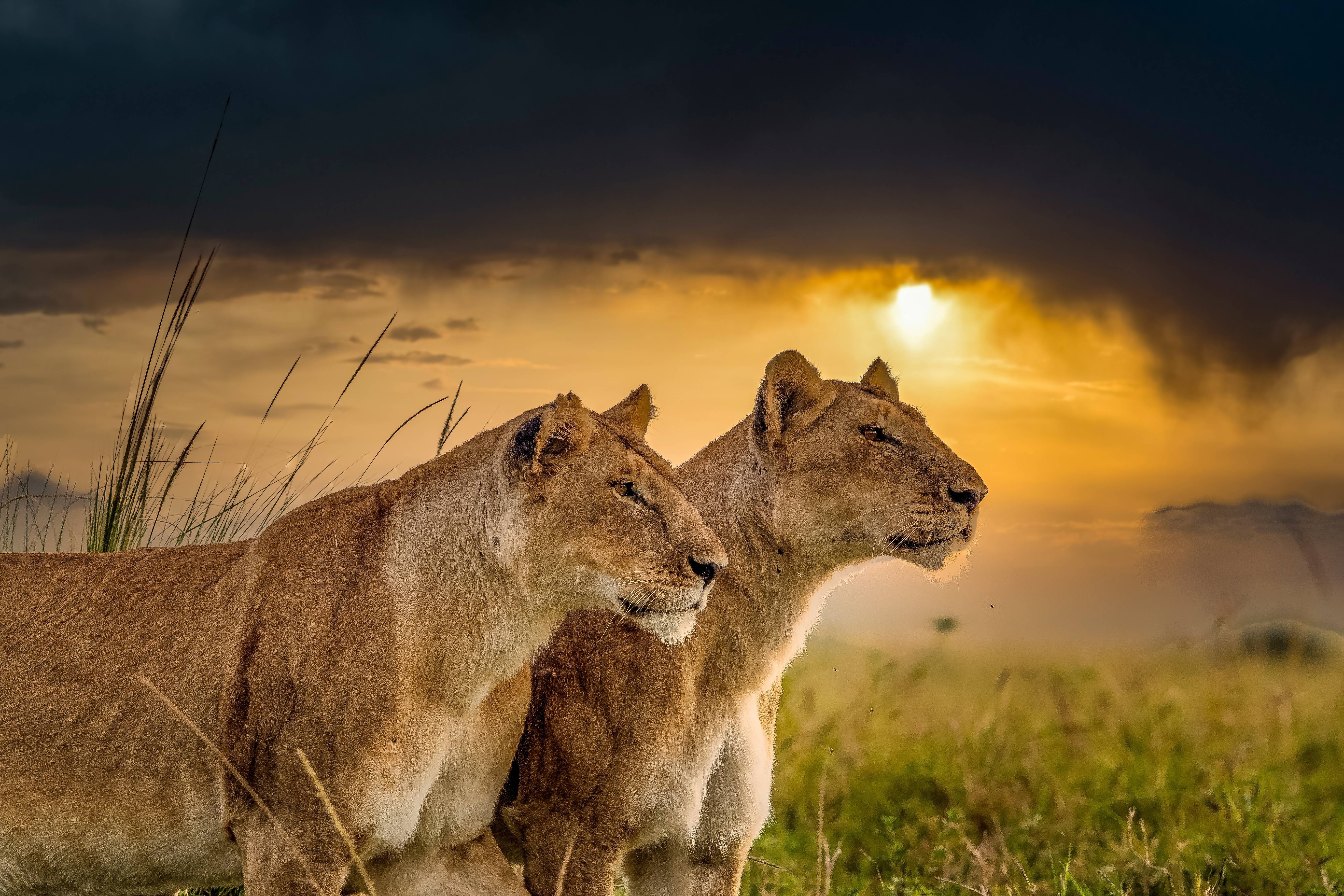 Free download wallpaper Cats, Lion, Lioness, Animal on your PC desktop