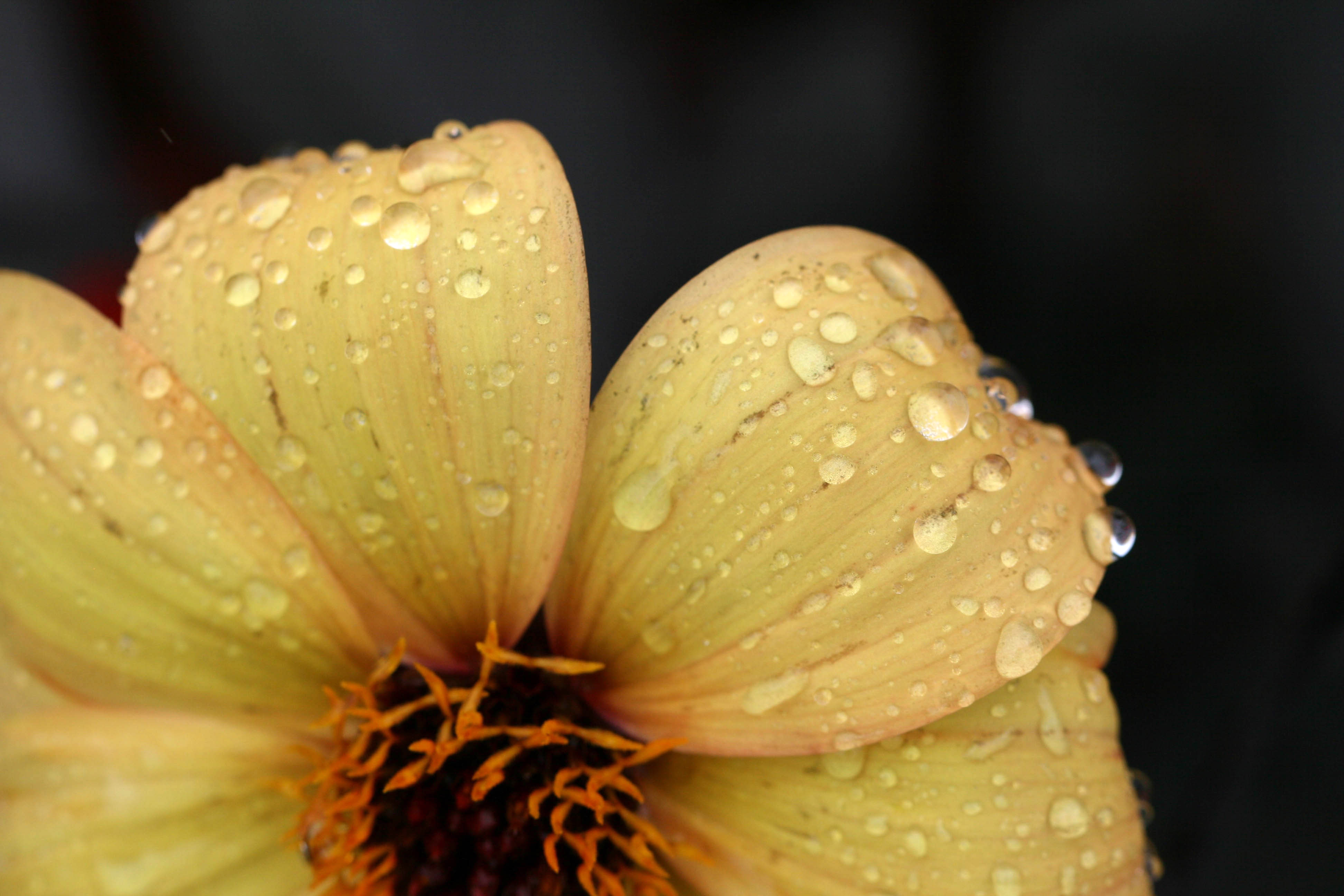 Laden Sie das Drops, Tau, Blume, Blütenblätter, Blumen-Bild kostenlos auf Ihren PC-Desktop herunter