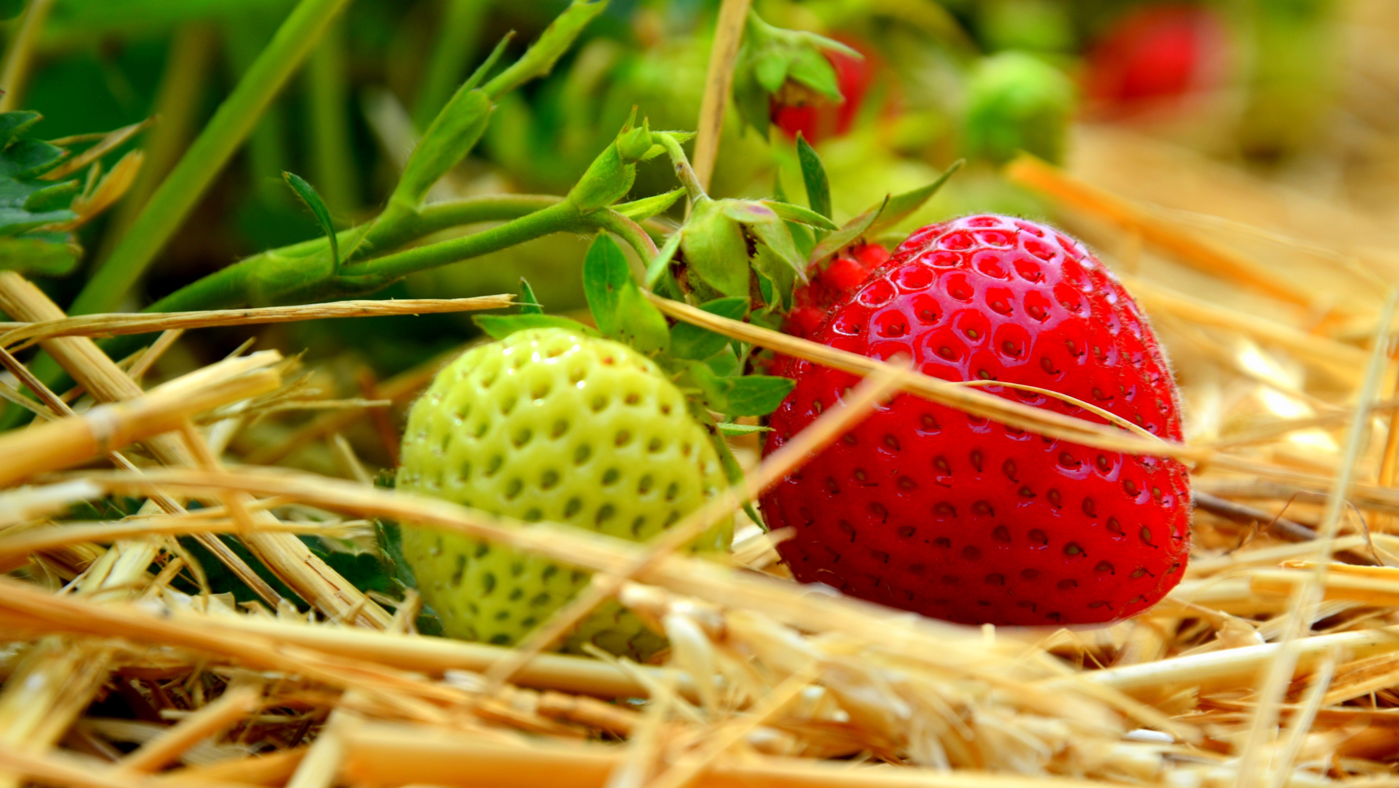 Laden Sie das Lebensmittel, Erdbeere, Berries, Reifung-Bild kostenlos auf Ihren PC-Desktop herunter