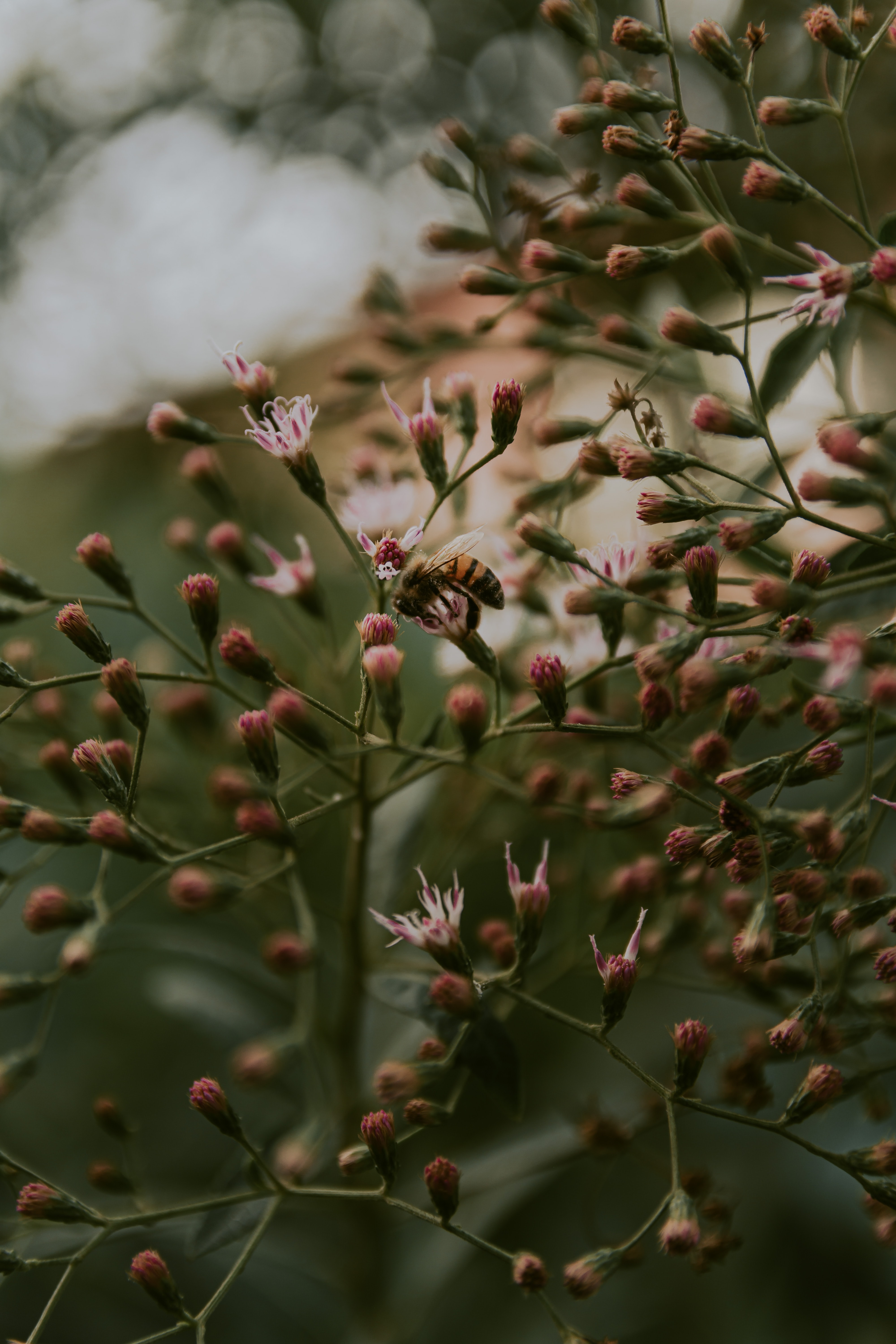 Скачать картинку Пчела, Насекомое, Животные, Растение, Цветы в телефон бесплатно.