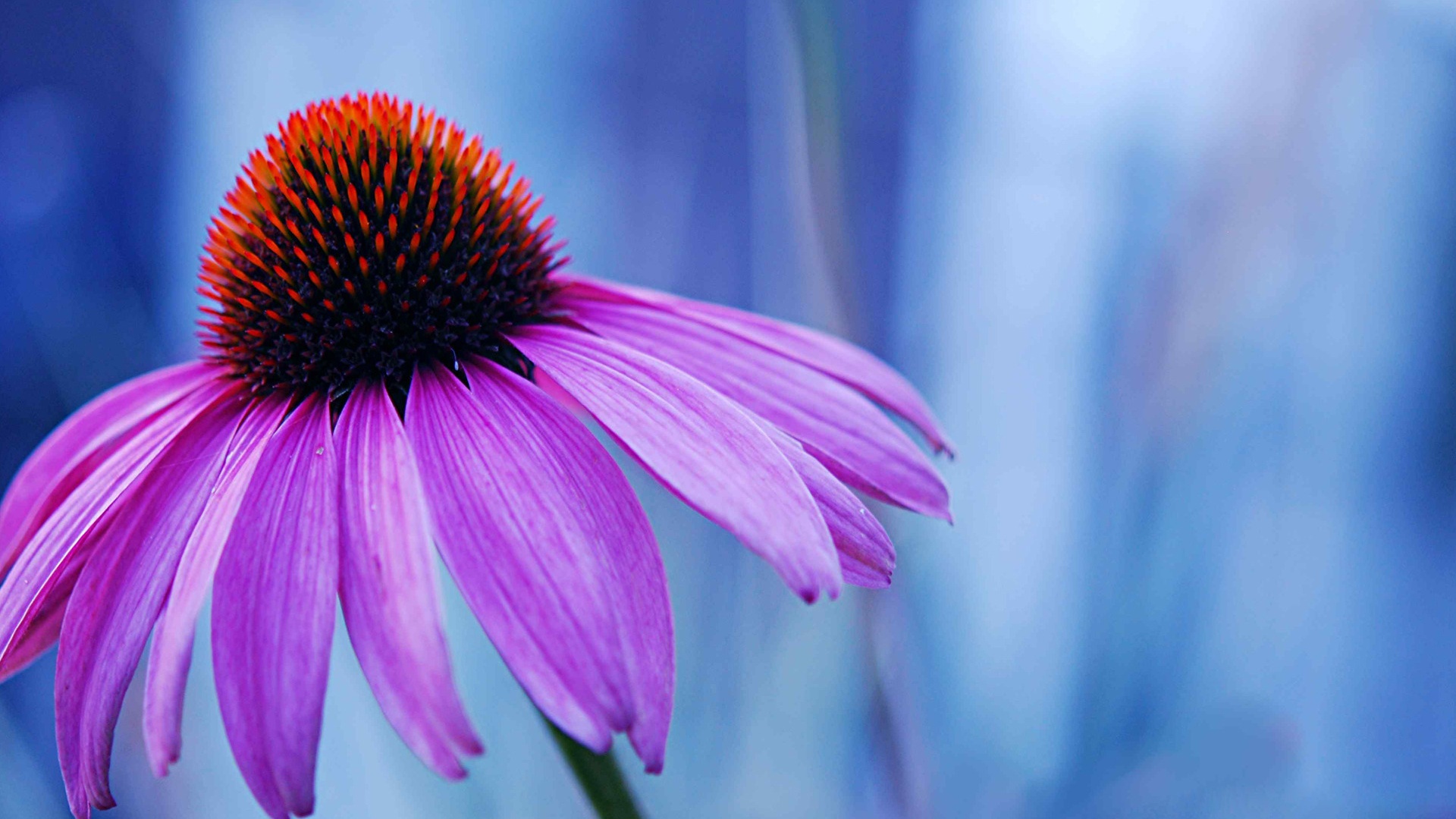 Descarga gratuita de fondo de pantalla para móvil de Flor, Tierra/naturaleza.