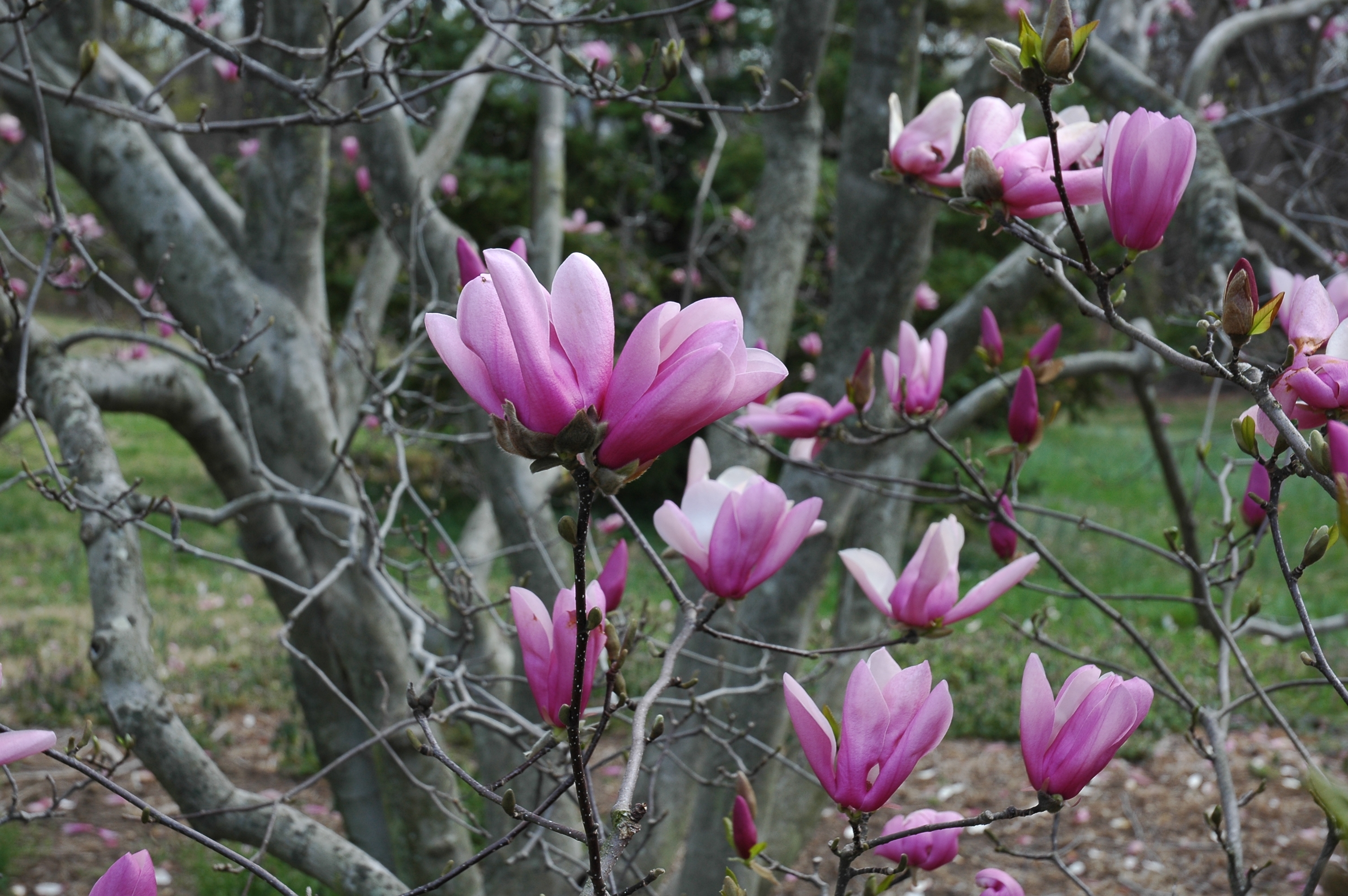 flowers, wood, tree, branches, magnolia, kidney, kidneys, awakening