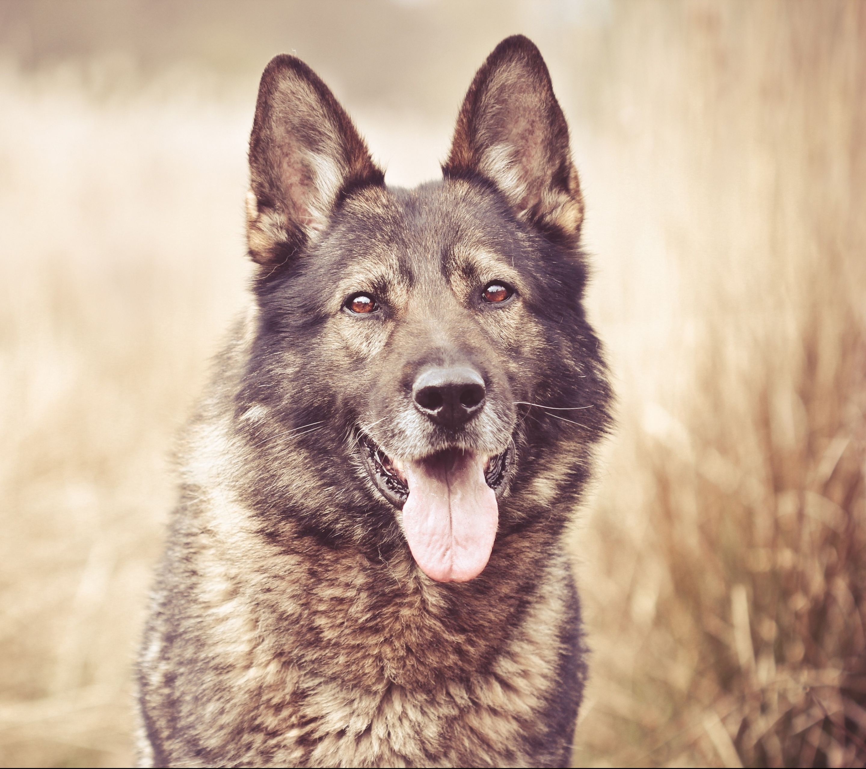 Laden Sie das Tiere, Hunde, Hund, Wolfshund-Bild kostenlos auf Ihren PC-Desktop herunter