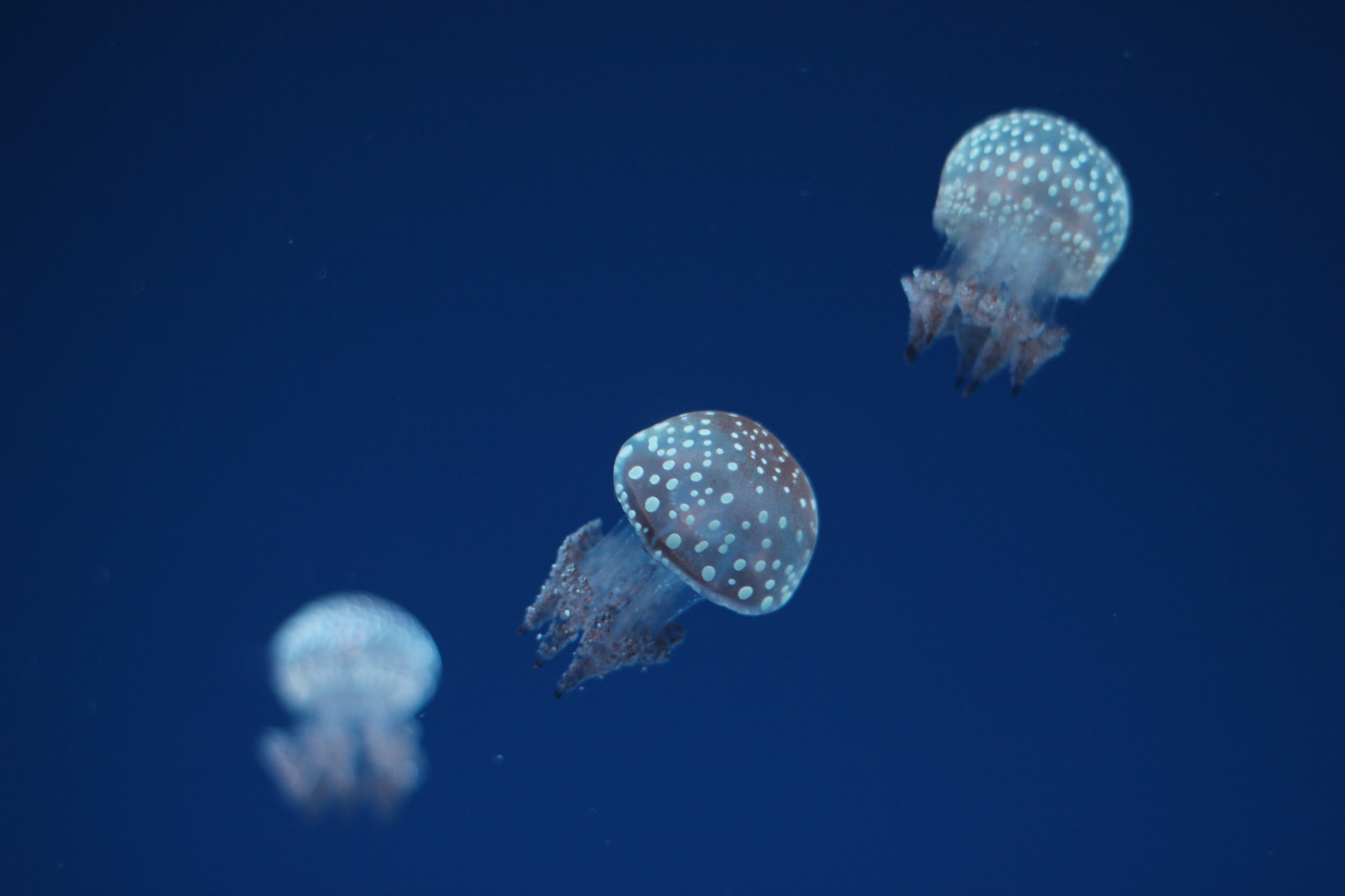 Free download wallpaper Nature, Jellyfish, Stains, Spots, Underwater World on your PC desktop