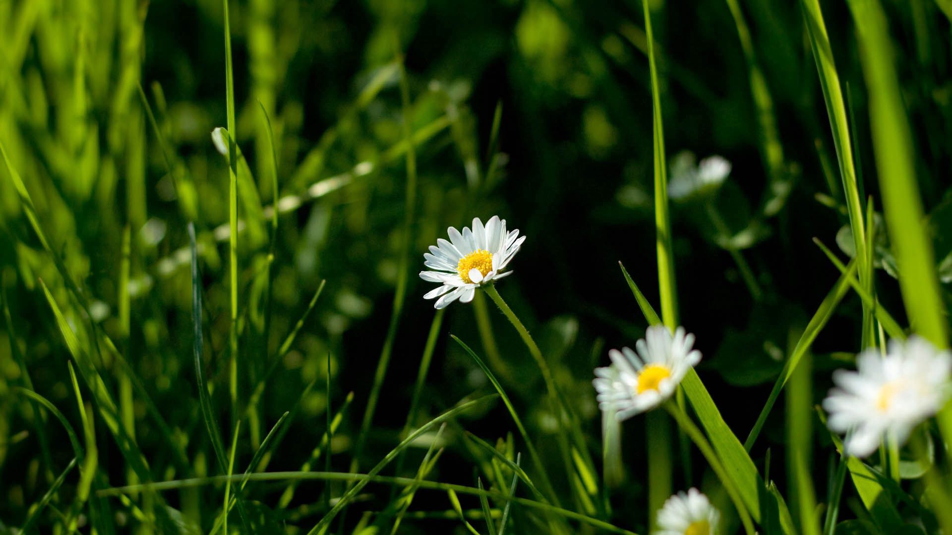 desktop Images plant, flowers, grass, camomile, macro