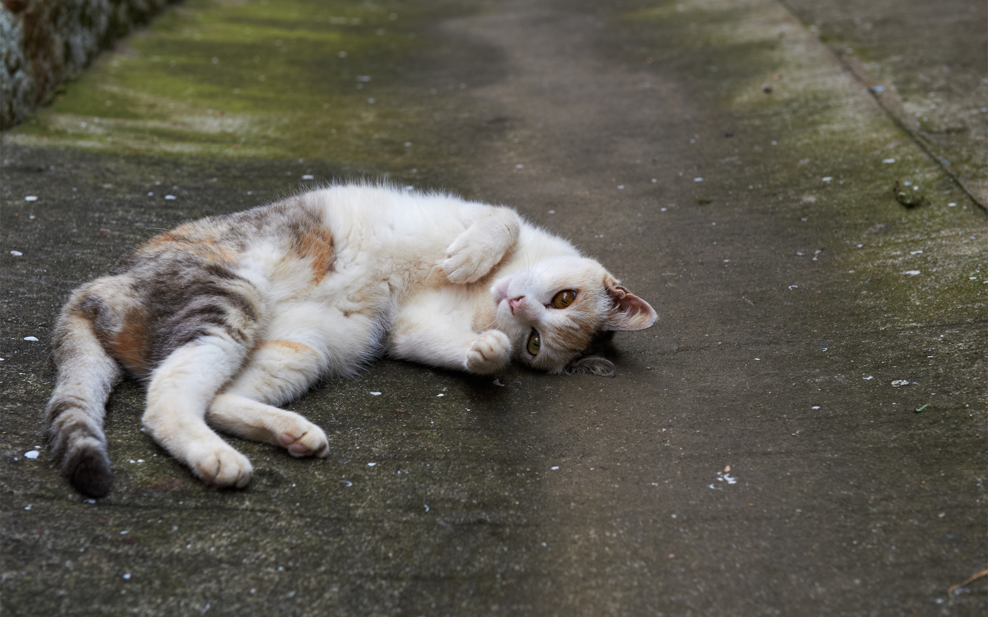 Baixar papel de parede para celular de Animais, Gatos, Gato gratuito.