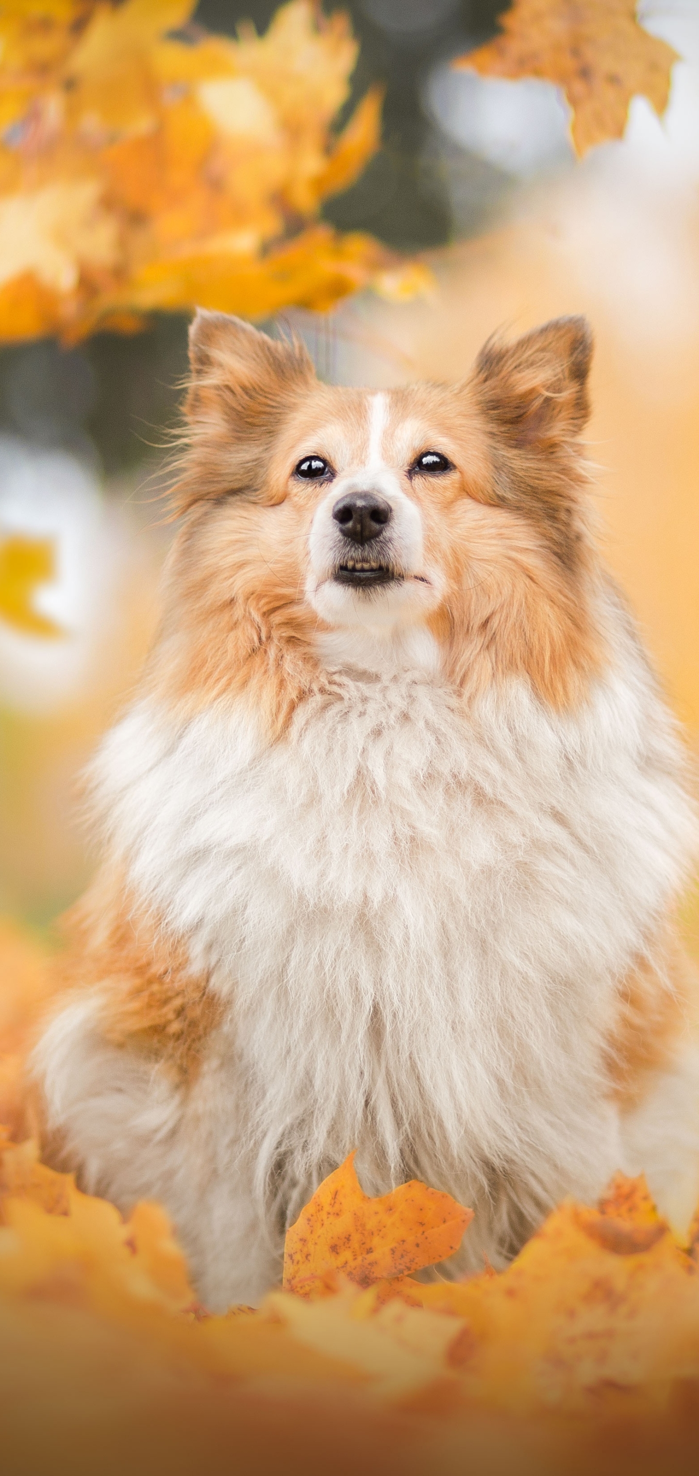 Download mobile wallpaper Dogs, Dog, Fall, Animal, Shetland Sheepdog, Depth Of Field for free.