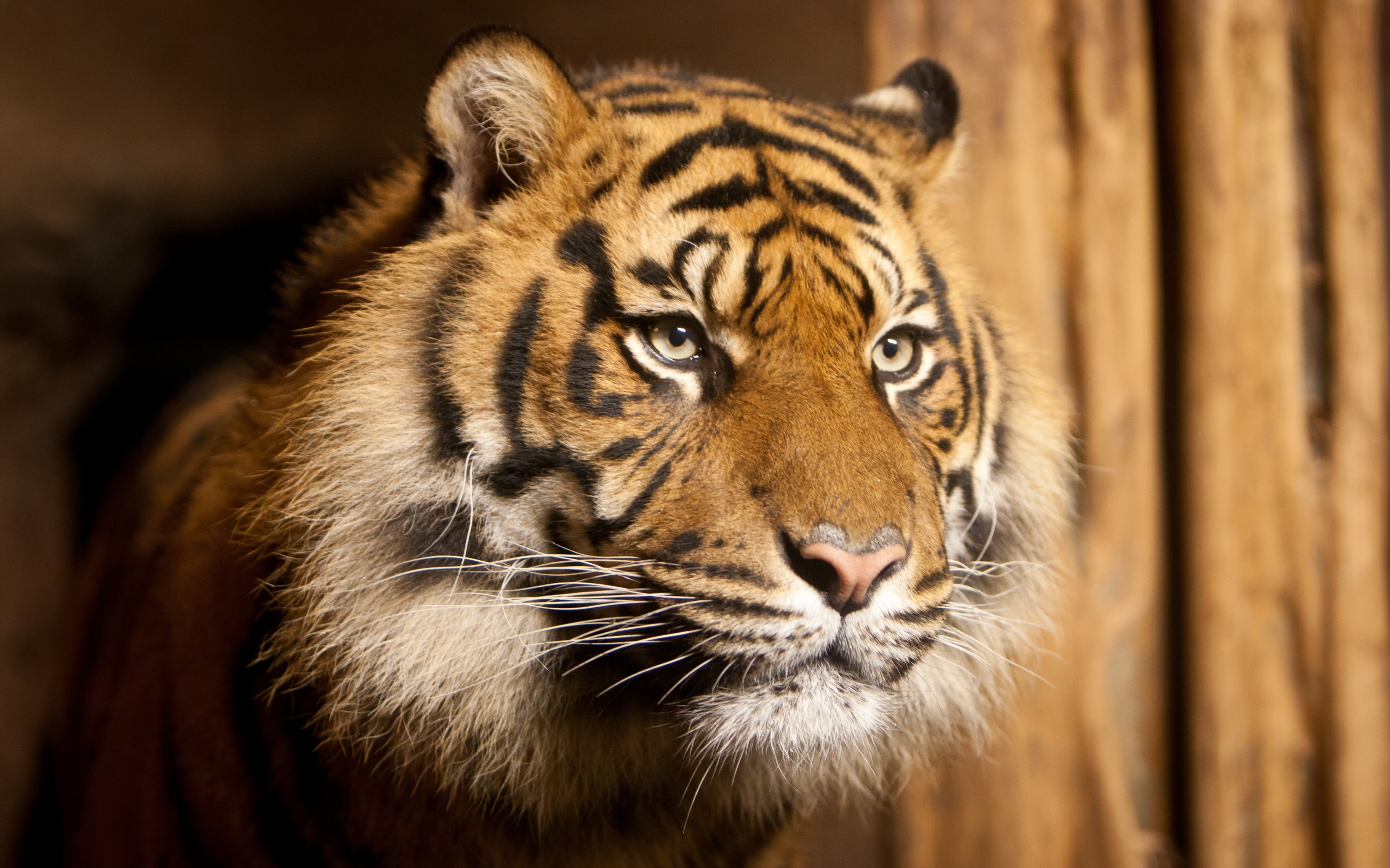 Téléchargez gratuitement l'image Animaux, Chats, Tigre sur le bureau de votre PC