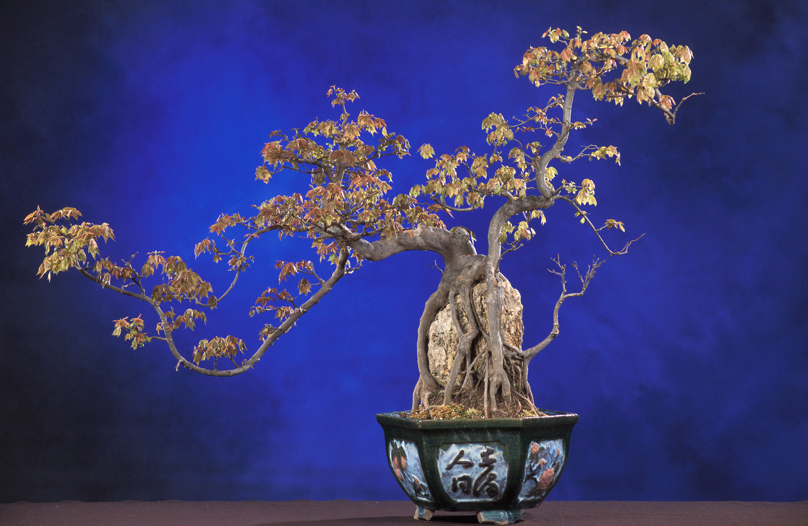 Laden Sie das Bonsai, Erde/natur-Bild kostenlos auf Ihren PC-Desktop herunter